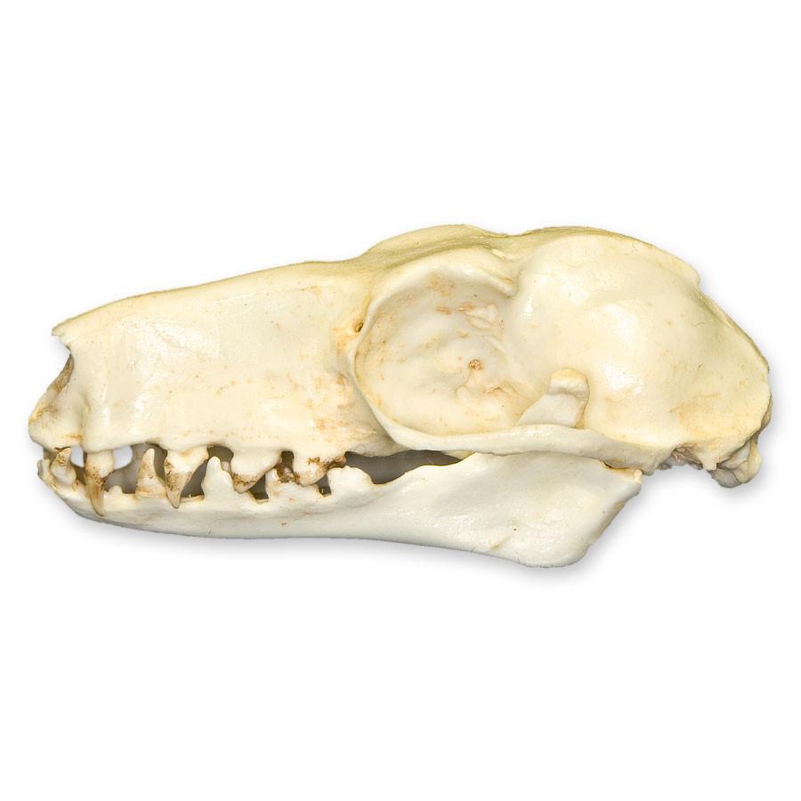 Authentic Replica Hammerhead Fruit Bat Skull (Female) - Handcrafted Halloween Decor, Gothic Home Decor, Scientific Study Specimen & Unique Gift for Bat Lovers
