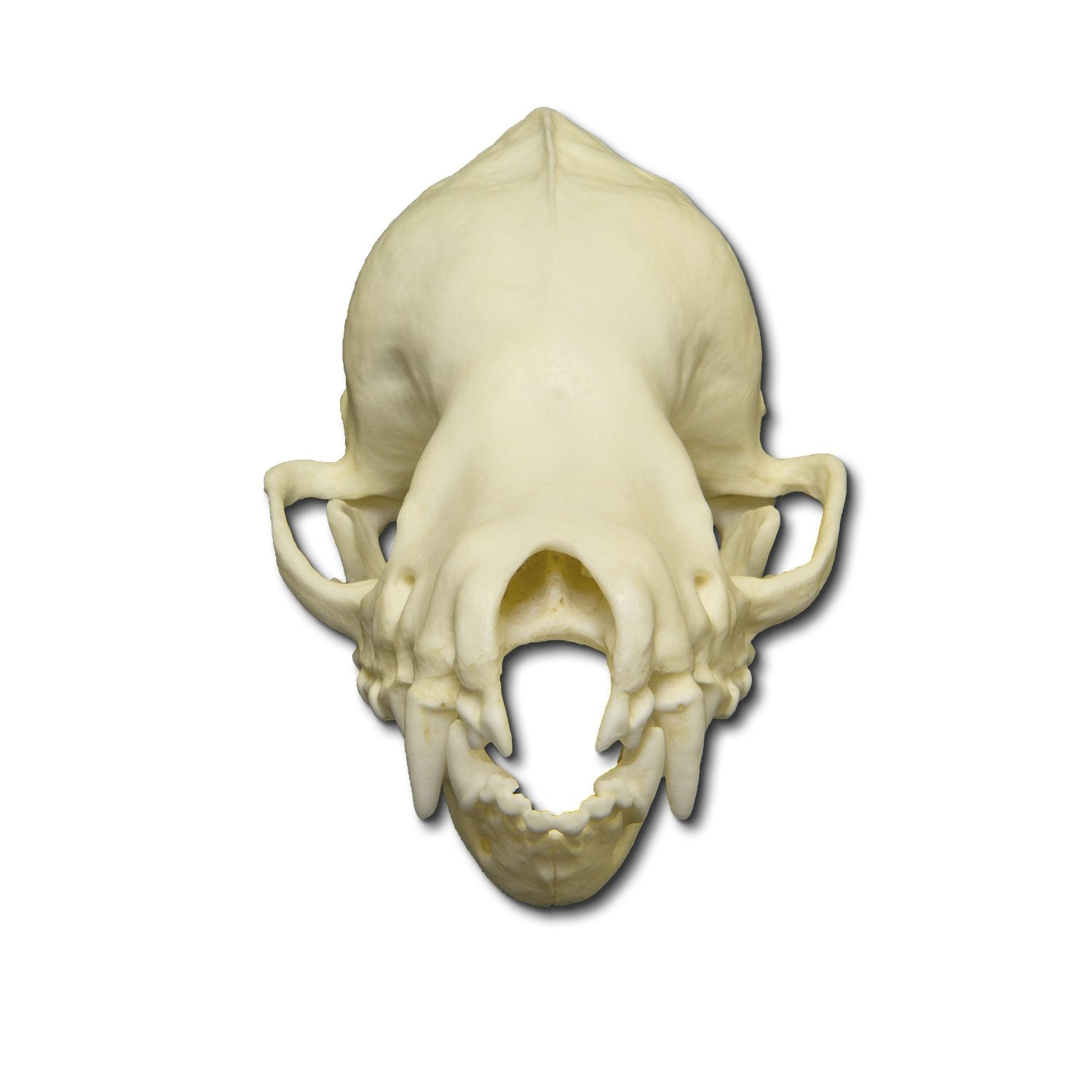 Authentic Replica Cave Myotis Bat Skull - 8:1 Scale Model for Science Education, Halloween Decor & Gothic Collectibles