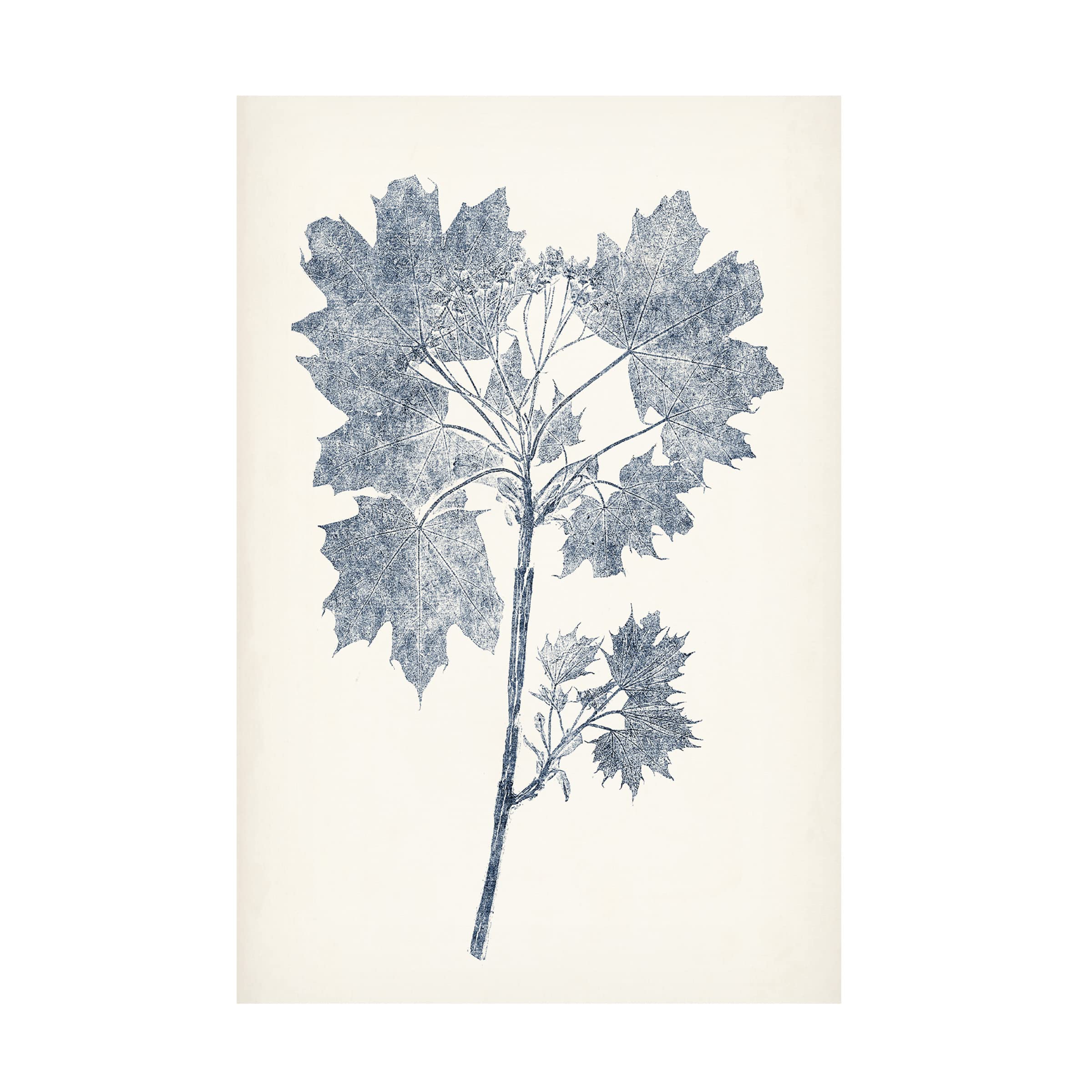 Trademark Fine Art 'Navy Botanicals I' Canvas Wall Art Print by Vision Studio - Perfect for Living Room, Bedroom & Office Decor