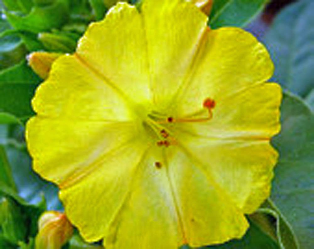 Four O'clock Golden Flower Seeds - 25+ Vivid Golden/Yellow Blooms for Garden Planting | Perfect for Borders, Containers & Butterfly Gardens