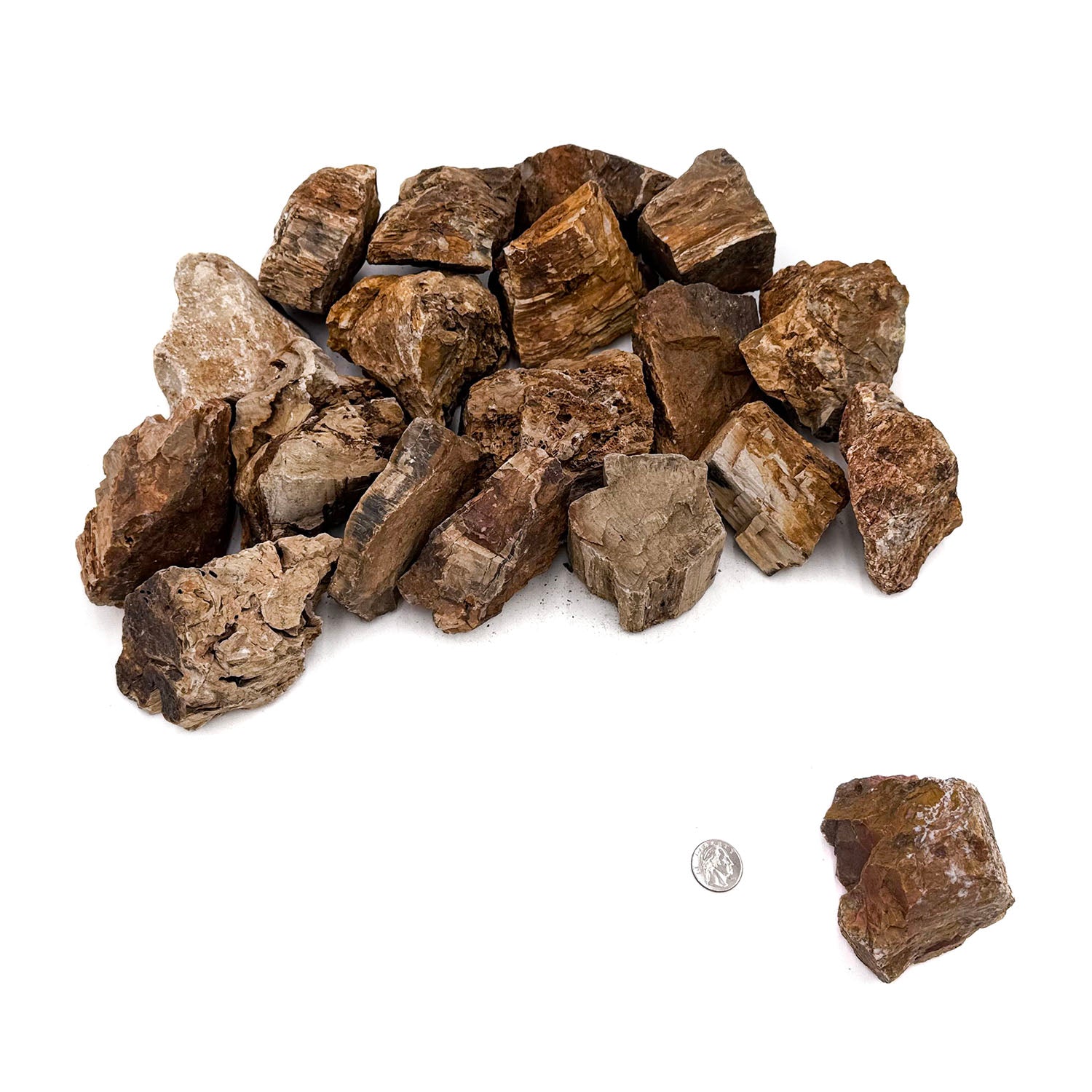 Natural Petrified Wood Stone - Unique Fossilized Wood for Home Decor, Jewelry Making & Collectibles | Perfect for DIY Crafts, Gifts & Geological Displays