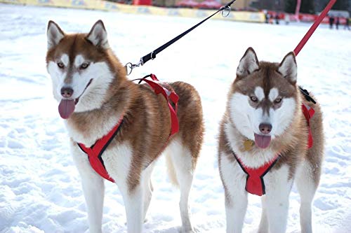 Neewa Sled Pro Harness (Small, Red) - Durable X-Back Dog Pulling Harness for Huskies & Active Dogs | Perfect for Dog Sledding, Canicross, Bikejoring, Skijoring & Outdoor Adventures | Comfortable Mushing Harness for Training & Exercise