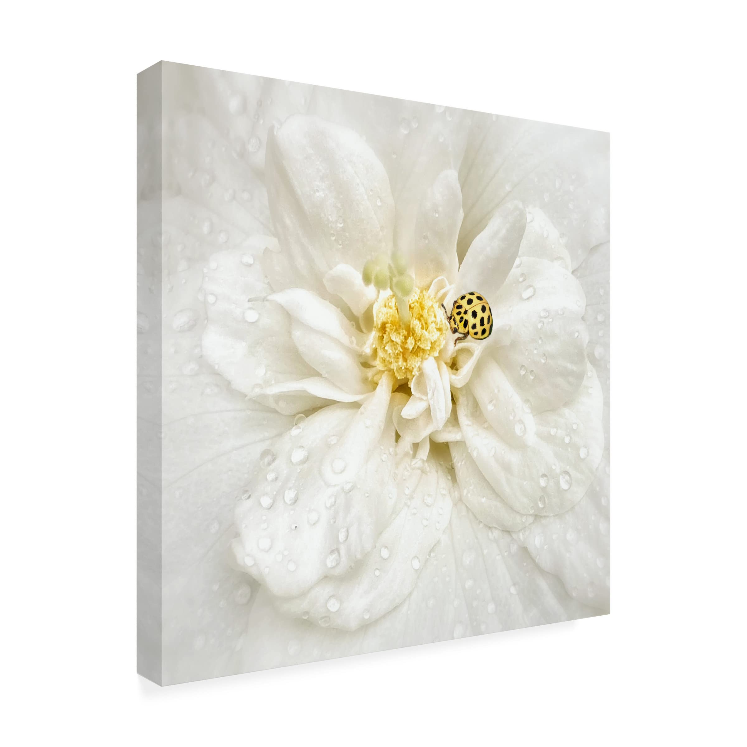 Trademark Fine Art 'Dewdrops Are The Gems Of Morning' Canvas Wall Art Print by Yvette Depaepe - Nature Photography Decor for Living Room, Bedroom & Office