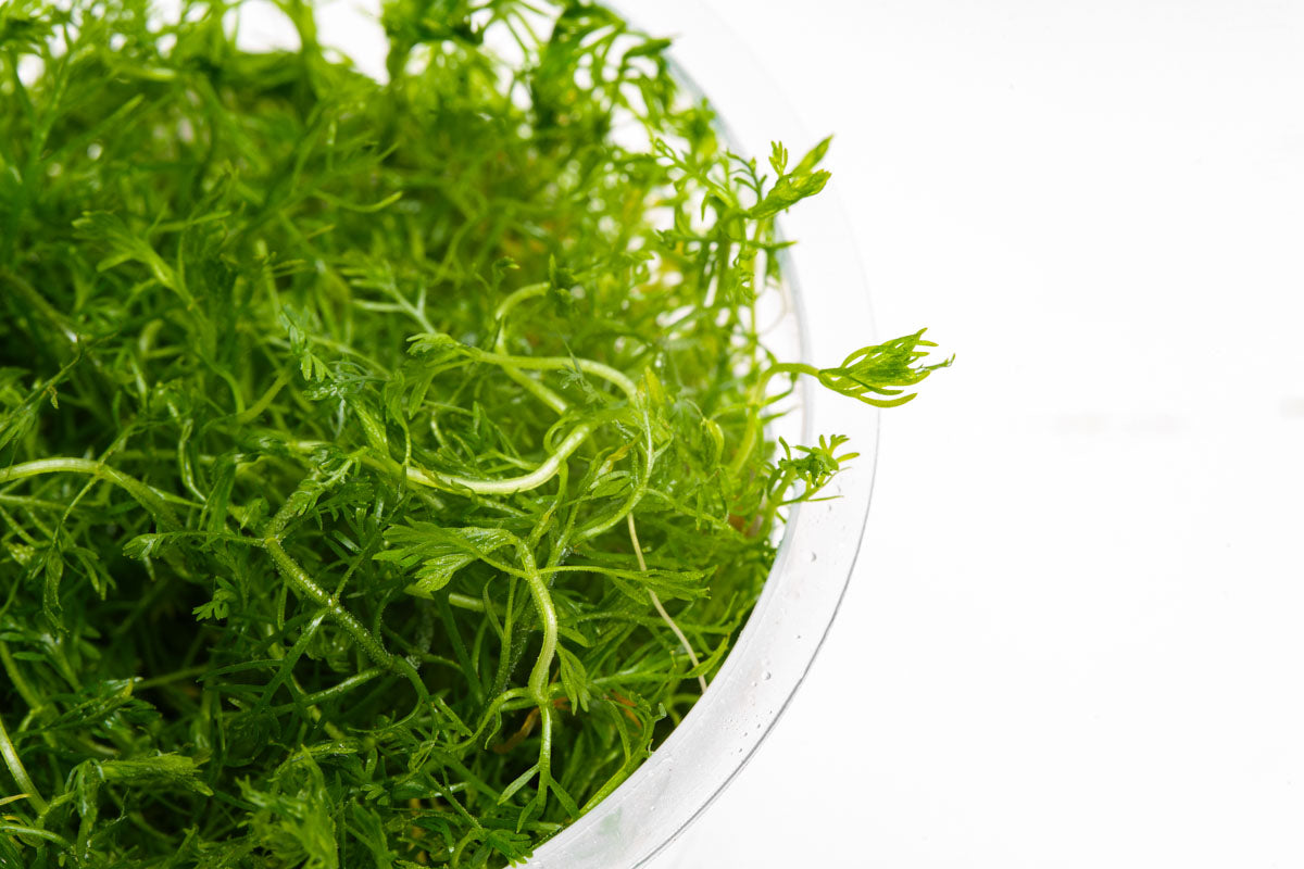 Hottonia Palustris Aquatic Plant Tissue Culture - Live Aquarium Plants for Fish Tank Decor | Perfect for Freshwater Aquascaping & Shrimp Tanks