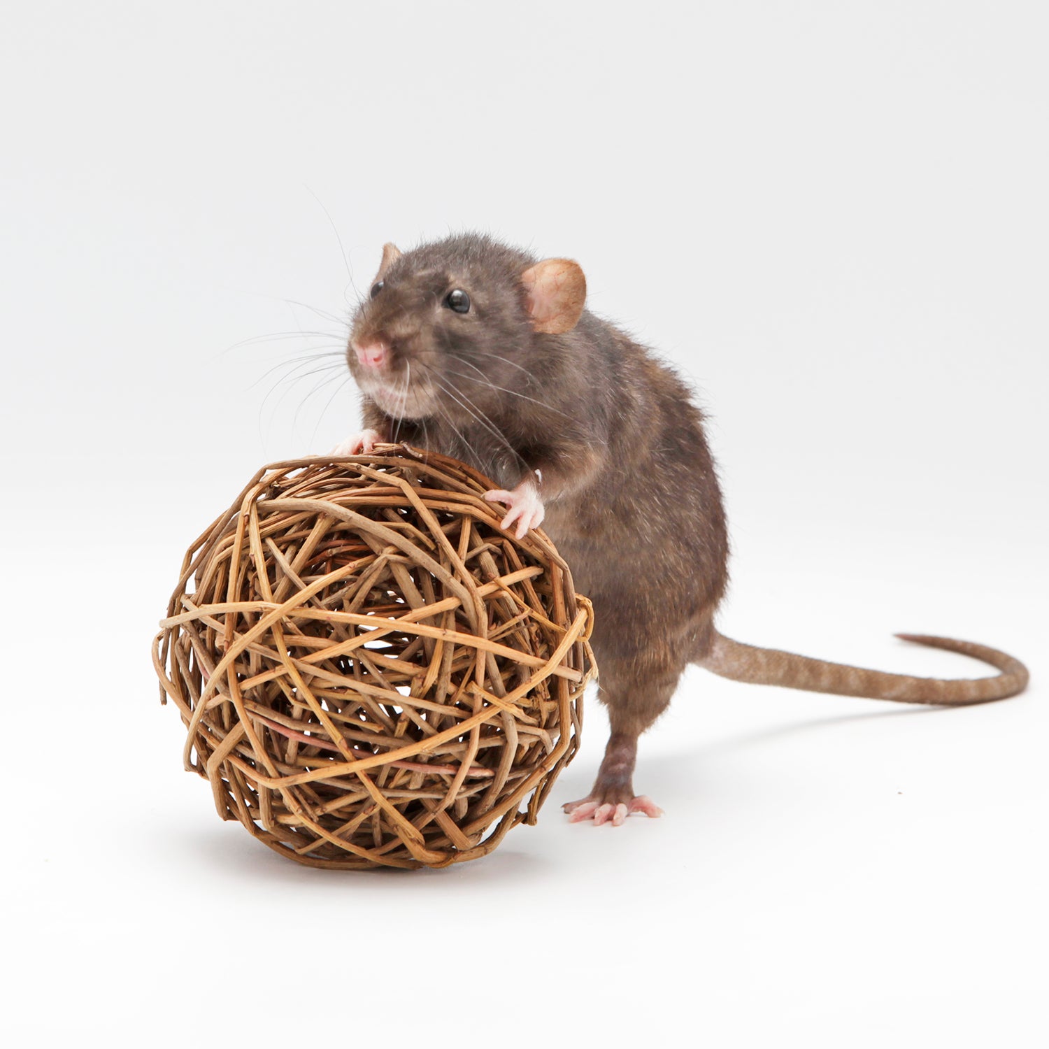 Willow Ball - Handmade Natural Willow Woven Decorative Ball for Home Decor, Wedding Centerpieces, and Boho Style Room Accents | Perfect for Shelves, Tables, and Party Decorations