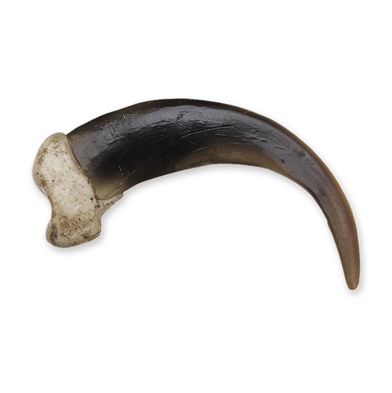 Authentic Replica Grizzly Bear Claw - Extra Large 10cm for Home Decor, Hunting Trophy & Wilderness Themed Collections