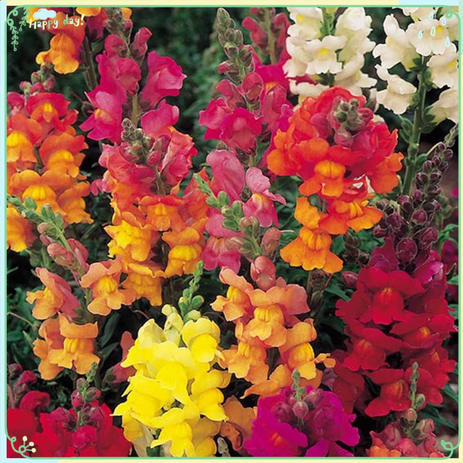 1000+ Rare Antirrhinum Flower Seeds - Illumination Mix for Garden Planting, Landscaping & DIY Home Decor