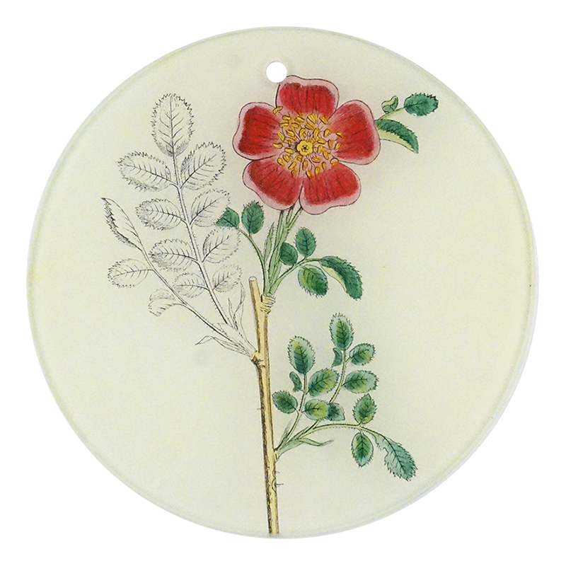 4or Alpine Rose PNG - High-Quality Floral Clipart for Digital Scrapbooking, Invitations & Wedding Decor