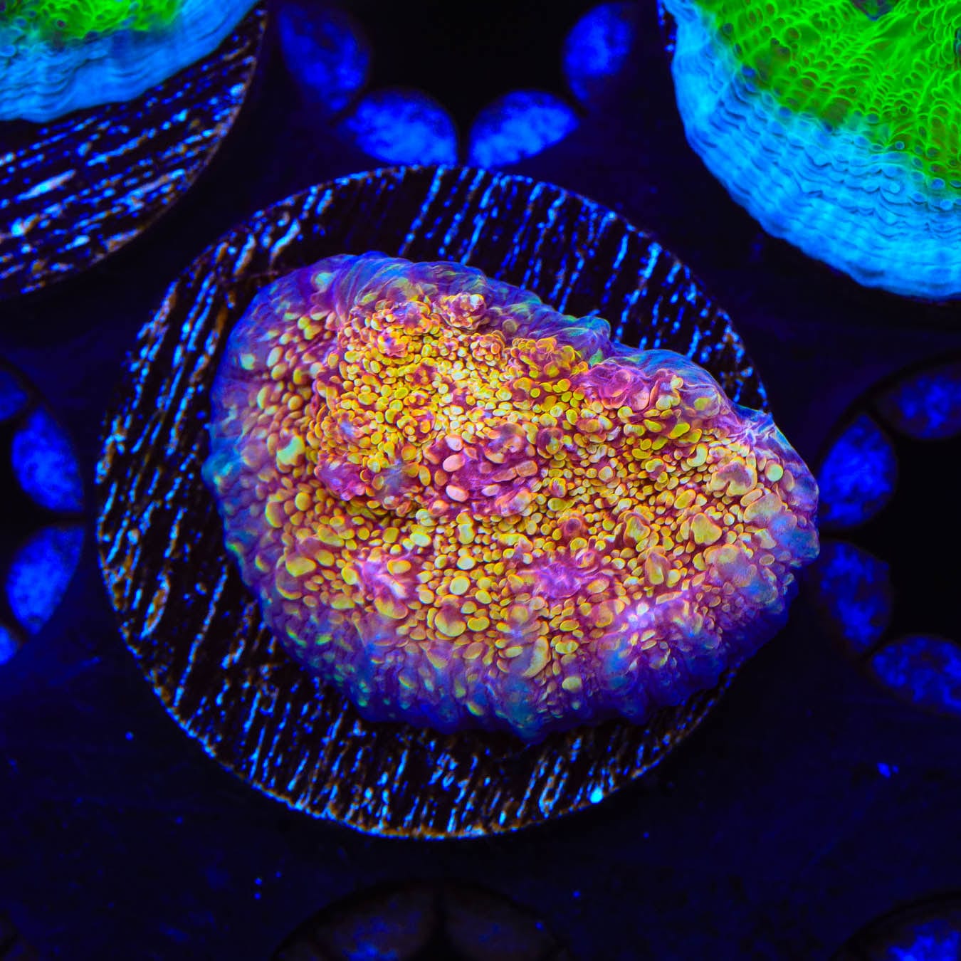 CB El Diablo Chalice Coral - Premium Live Coral for Saltwater Aquariums | Perfect for Reef Tanks & Marine Displays