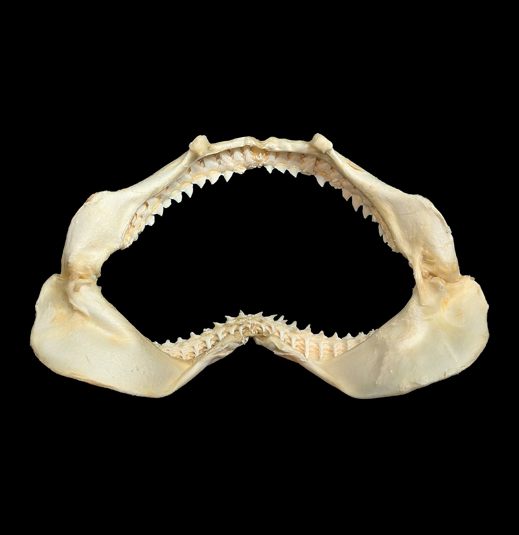 Authentic Bull Shark Jaw - Real Shark Teeth for Collectors, Home Decor, and Educational Use | Perfect for Marine Biology Enthusiasts and Unique Gift Ideas