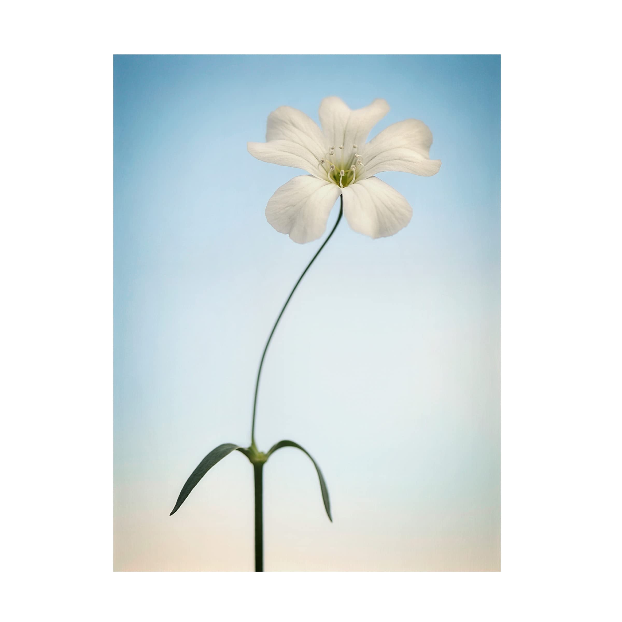 Trademark Fine Art 'Tiny White' Canvas Wall Art by Lotte Grønkjær - Minimalist Scandinavian Home Decor for Living Room, Bedroom & Office