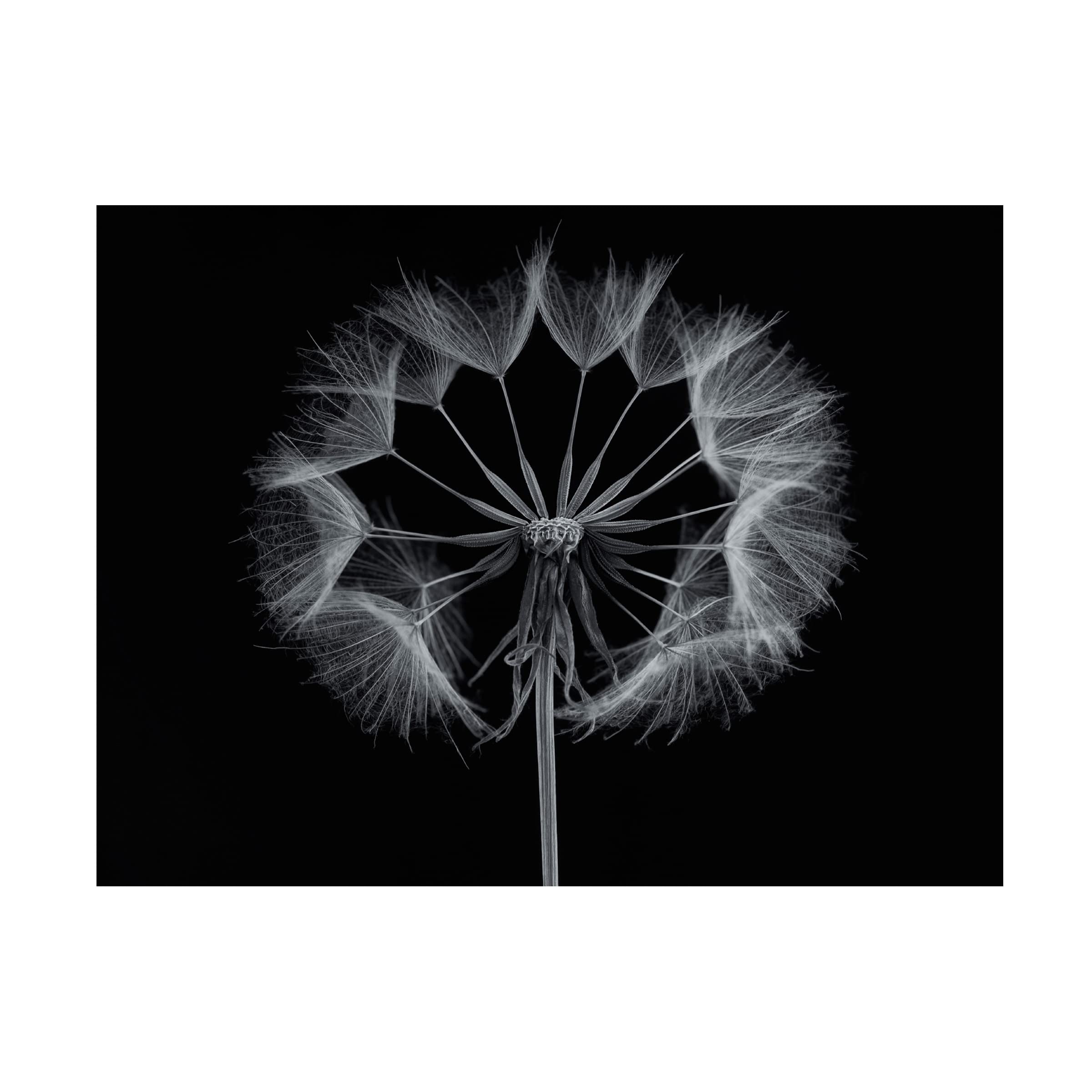 Trademark Fine Art 'Salsify' by Lotte Gronkjar - Stretched Canvas Wall Art for Living Room, Bedroom & Office Decor | Modern Botanical Print