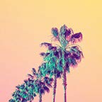 Palm Tree