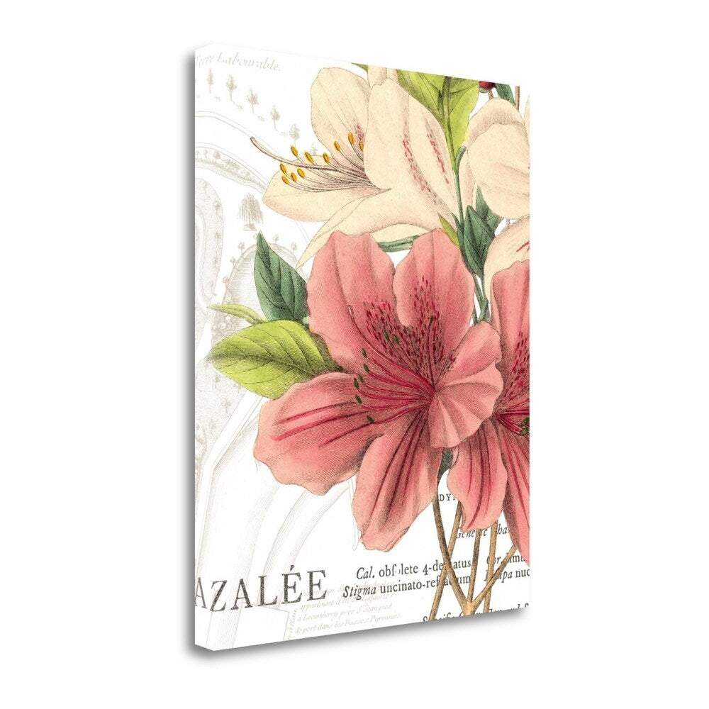 Azalee Jardin I By Wild Apple Portfolio - Premium Giclee Print on Gallery Wrap Canvas Wall Art - Perfect for Living Room, Bedroom & Office Decor