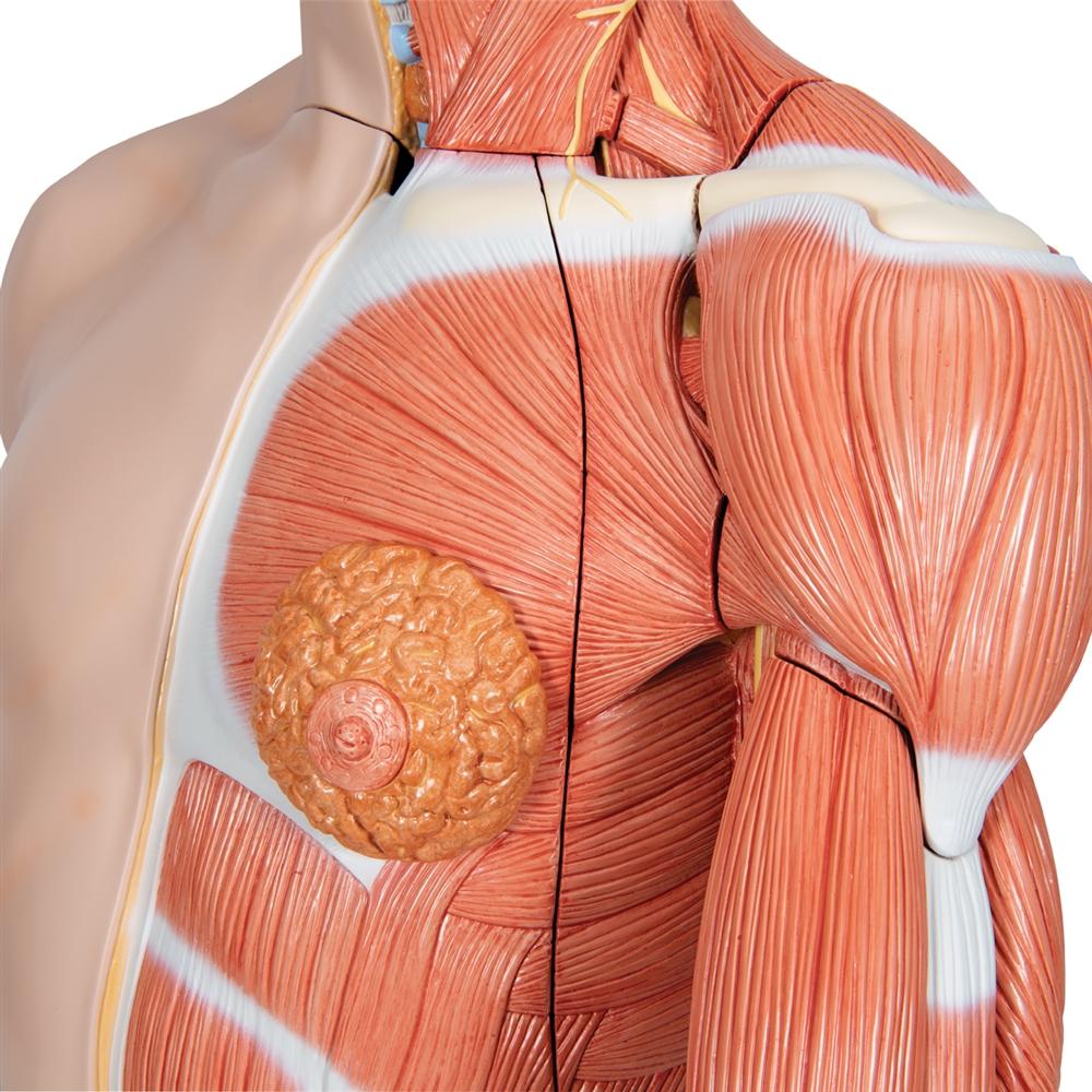 33-Part Dual Gender Torso with Muscle Arm - Anatomical Model for Medical Students & Fitness Training | Perfect for Classroom, Gym & Physical Therapy