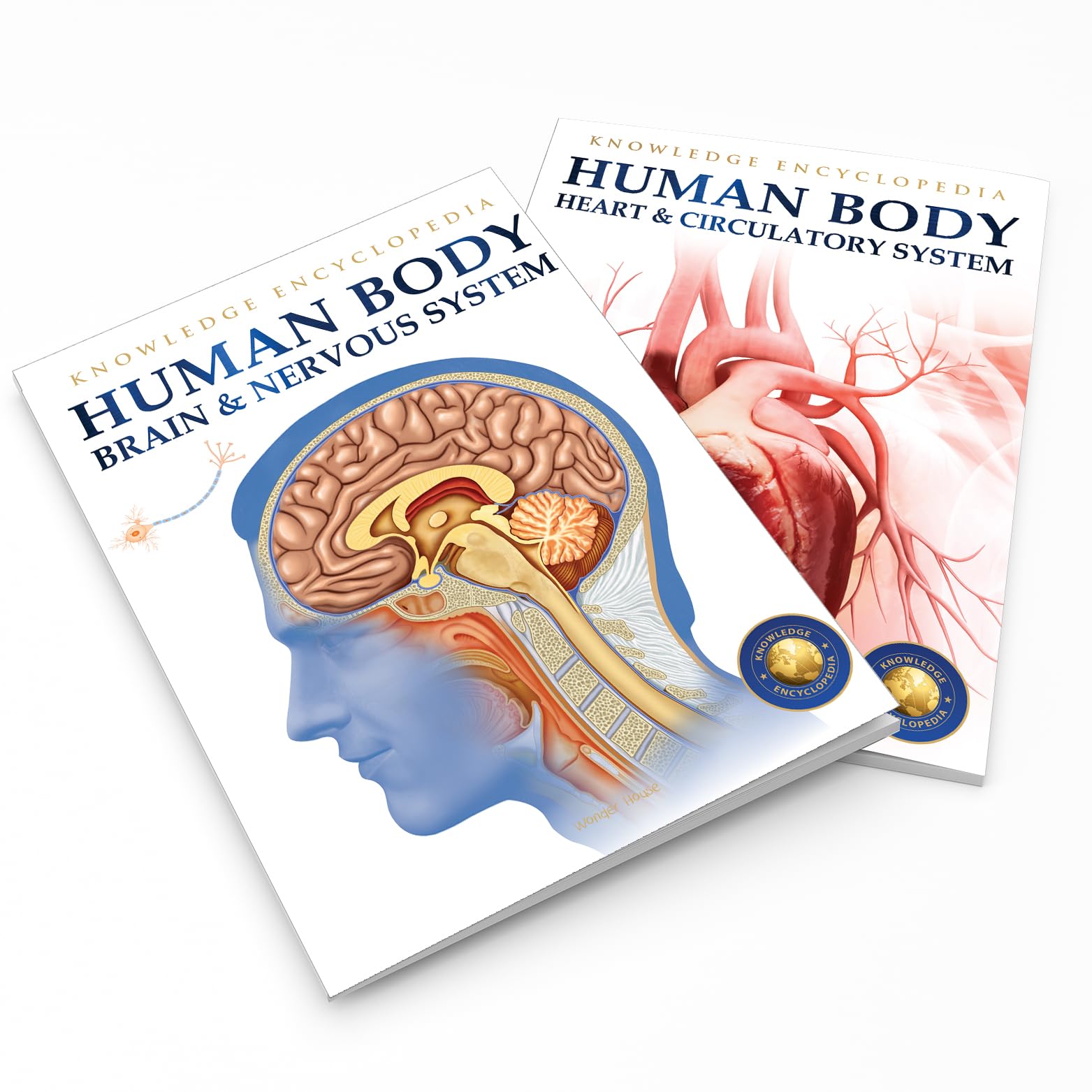 Human Body: Brain and Nervous System - Kids Educational Encyclopedia | Science Learning for Children | Perfect for Homeschooling & Classroom Use