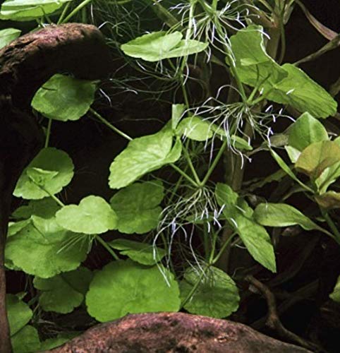 Freshwater Live Aquarium Plants - Hydrocotyle Leucocephala (Brazilian Pennywort) 3-Bunch Stems for Foreground, Midground & Background Fish Tank Decoration | Perfect for Aquascaping, Shrimp Tanks & Tropical Fish Habitats