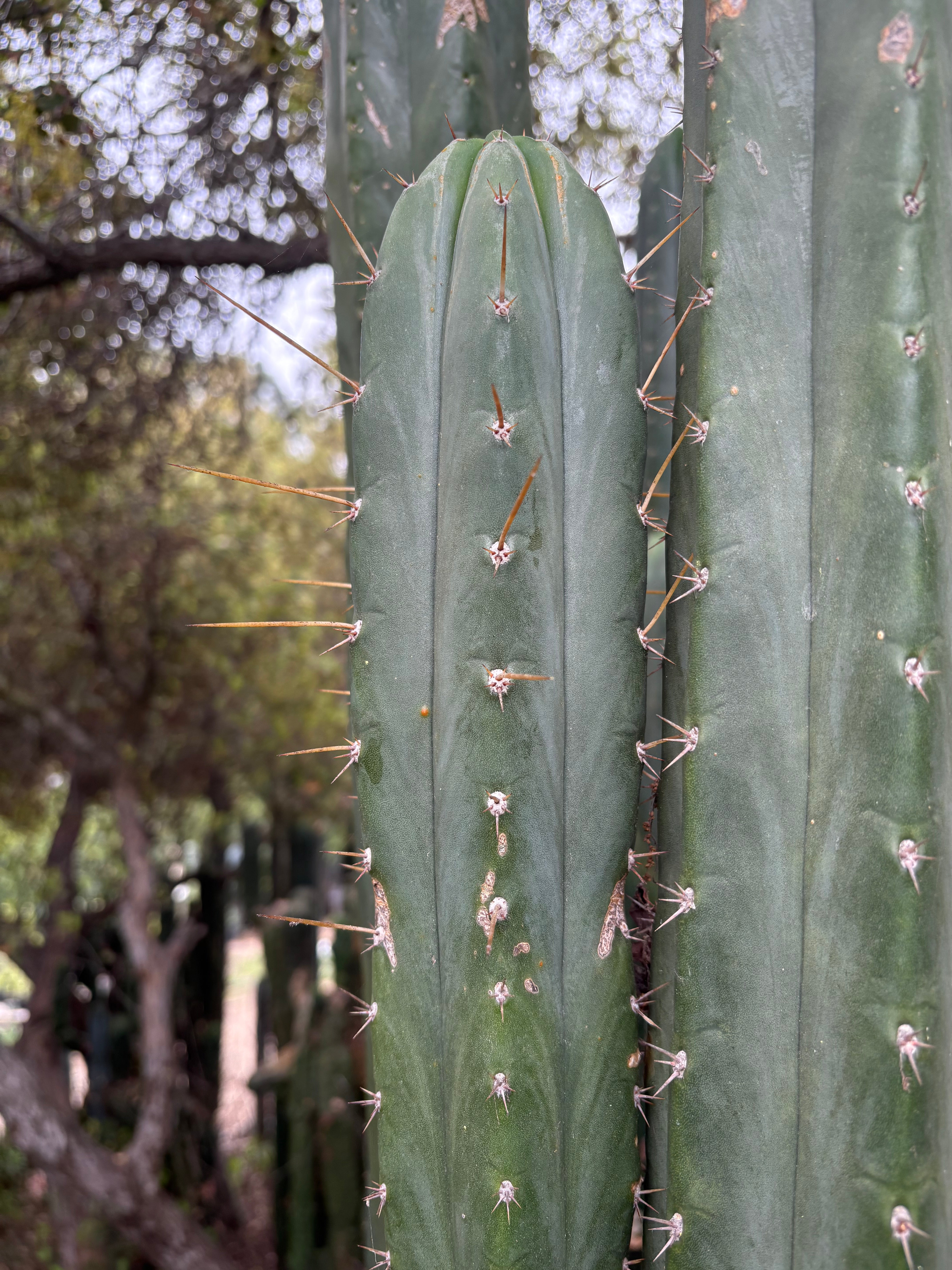 EC132 EXACT Trichocereus Pachanoi Sohongopamba OP Landrace Cactus Cuttings & Potted Plants - Perfect for Home Decor, Gardening, and Spiritual Ceremonies