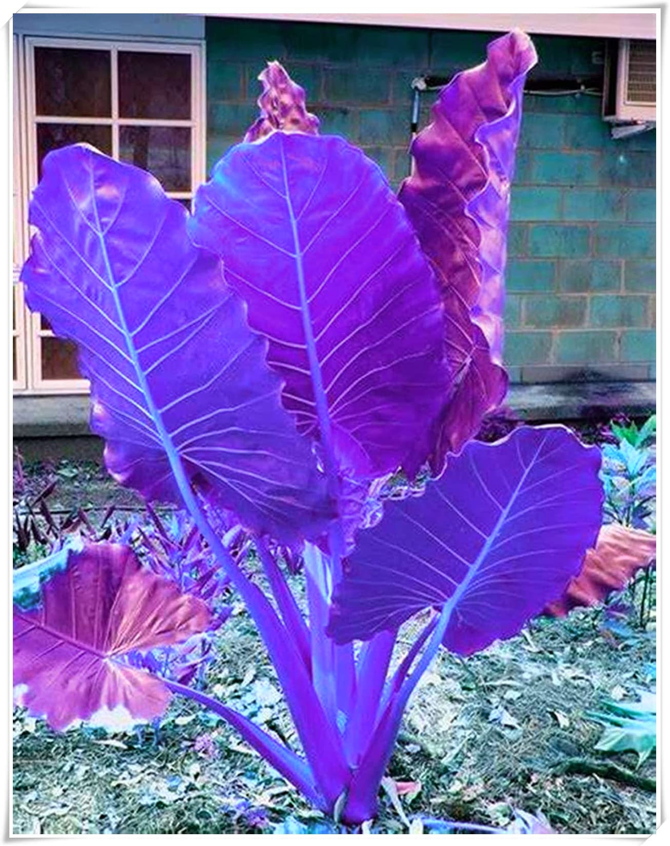 Black Elephant Ear Tubers for Planting - Easy to Grow Perennial Garden Plants, Perfect for Pots & Outdoor Decor - Great Gift Idea (Pack of 2) - Ideal for Tropical Landscaping, Patio Containers & Backyard Gardens