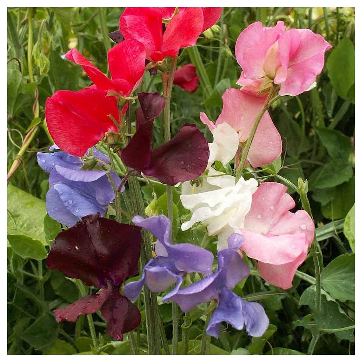 Everwilde Farms - 1 Oz Early Multiflora Mix Sweet Pea Wildflower Seeds - Gold Vault Packaging | Non-GMO, Heirloom Flower Seeds for Garden, Landscaping & Pollinator Gardens