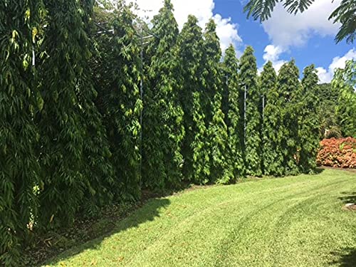 Polyalthia Longifolia (Mast Tree) - 5 Live Plants in 4 Inch Growers Pots - Extremely Rare Ornamental Trees for Landscaping, Indoor Decor & Tropical Gardens