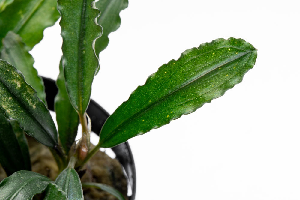Bucephalandra Theia Green Aquatic Plant for Aquascaping - Perfect for Freshwater Aquariums & Fish Tanks