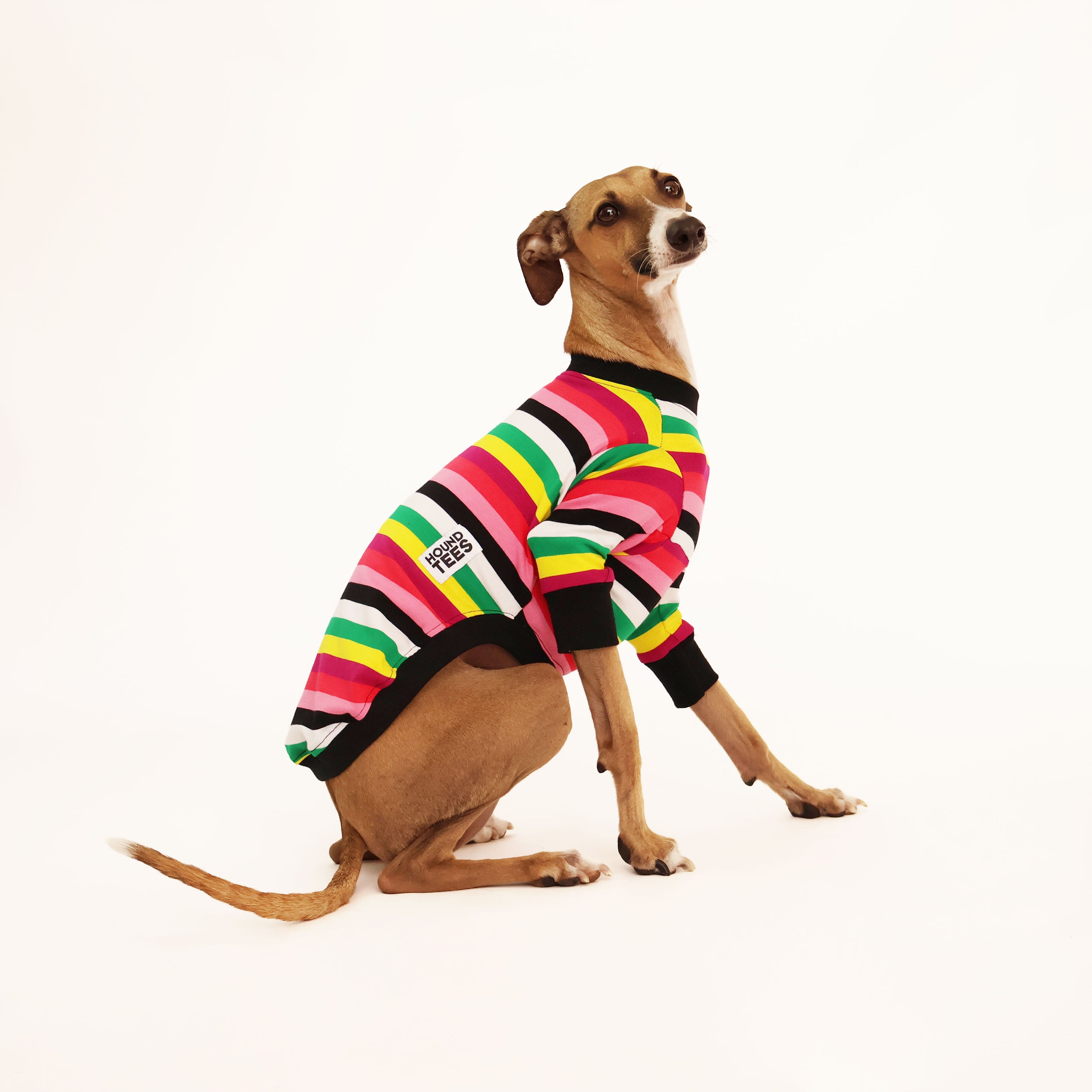 Liquorice Allsorts Italian Greyhound Long Sleeve T-Shirt - Cute Dog Lover Apparel for Casual Wear & Gifts