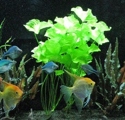 Dennerle Nymphoides Taiwan TC - Live Aquatic Plant for Freshwater Aquariums | Perfect for Fish Tanks, Aquascaping & Water Gardens