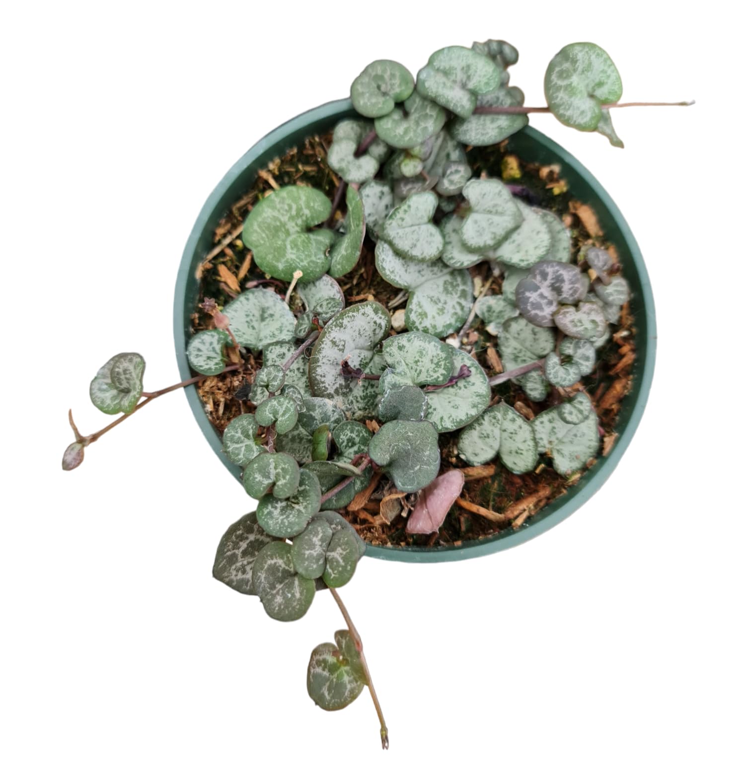Live Succulent Plants - String of Hearts (Ceropegia Woodii) 4 Inch Pot, Non-Variegated Indoor Hanging Plant for Home & Office Decor