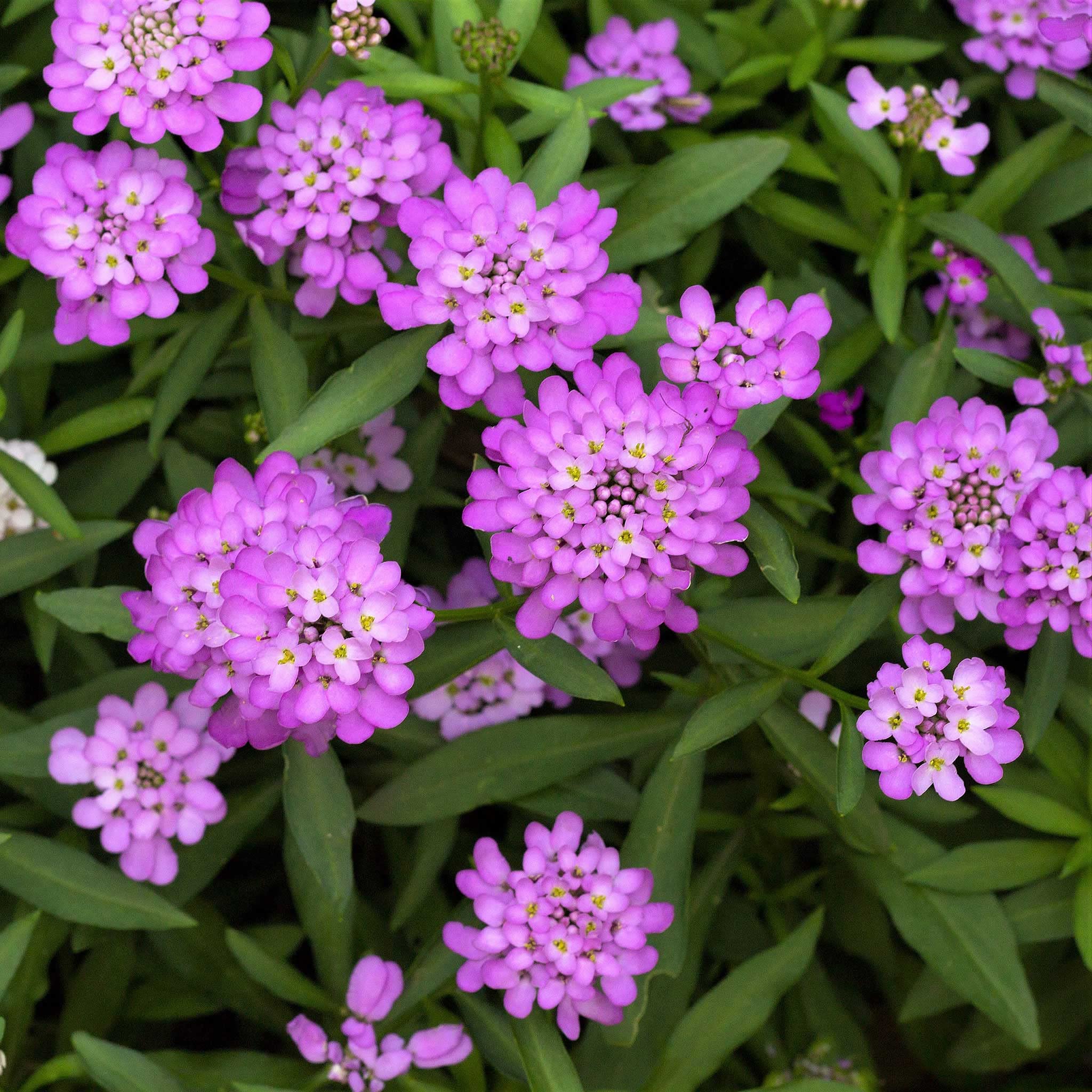 Eden Brothers Candytuft Seeds - Rose Cardinal | Perennial Flower Seeds for Gardens, Borders & Landscaping | Attracts Pollinators & Adds Vibrant Color