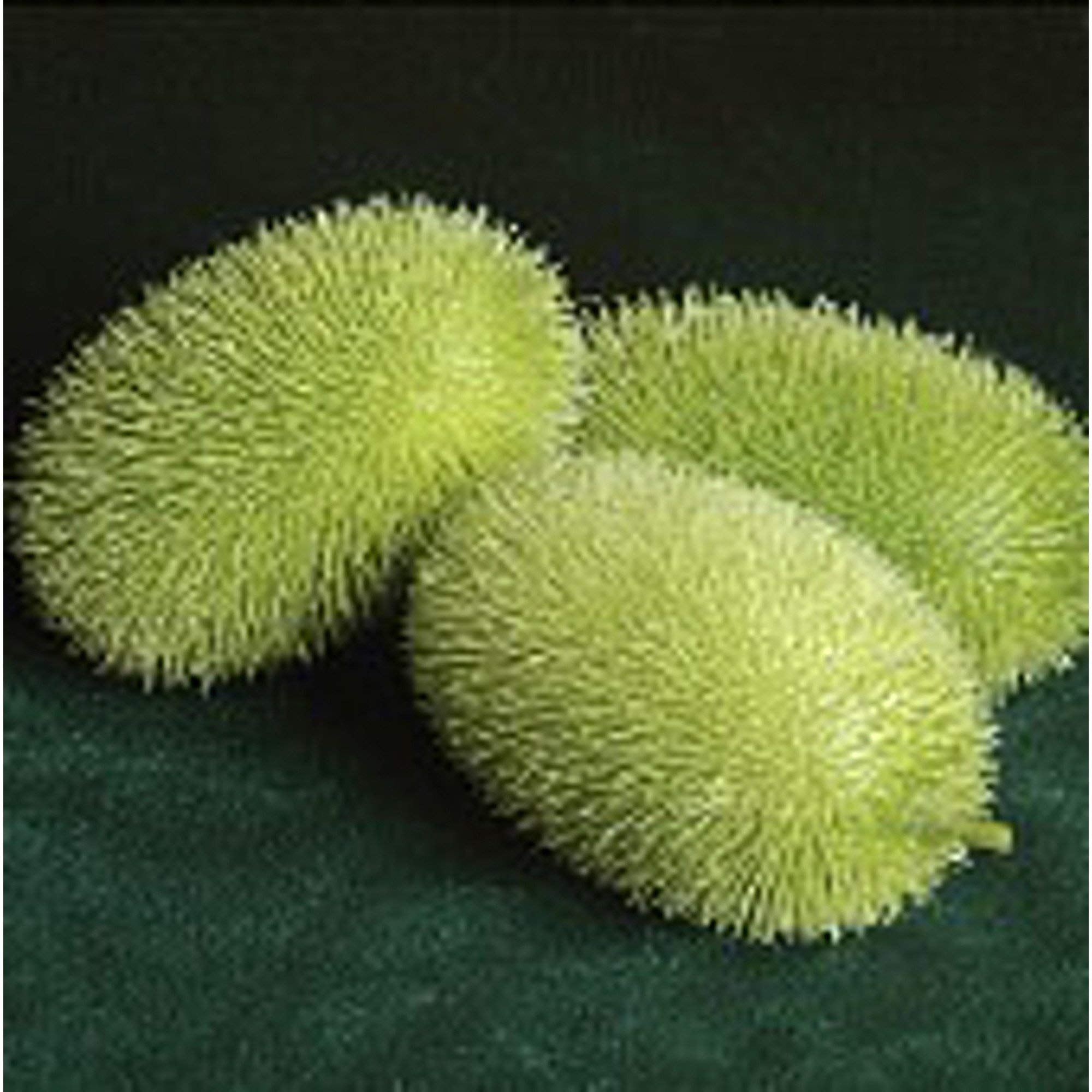 Heirloom Wooly Bear Gourd Seeds - Non-GMO, 25+ Seeds for Vegetable, Fruit, Herb & Flower Gardens | Perfect for Fall Decorations & DIY Crafts