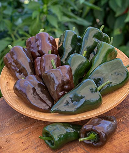 Poblano (Ancho)