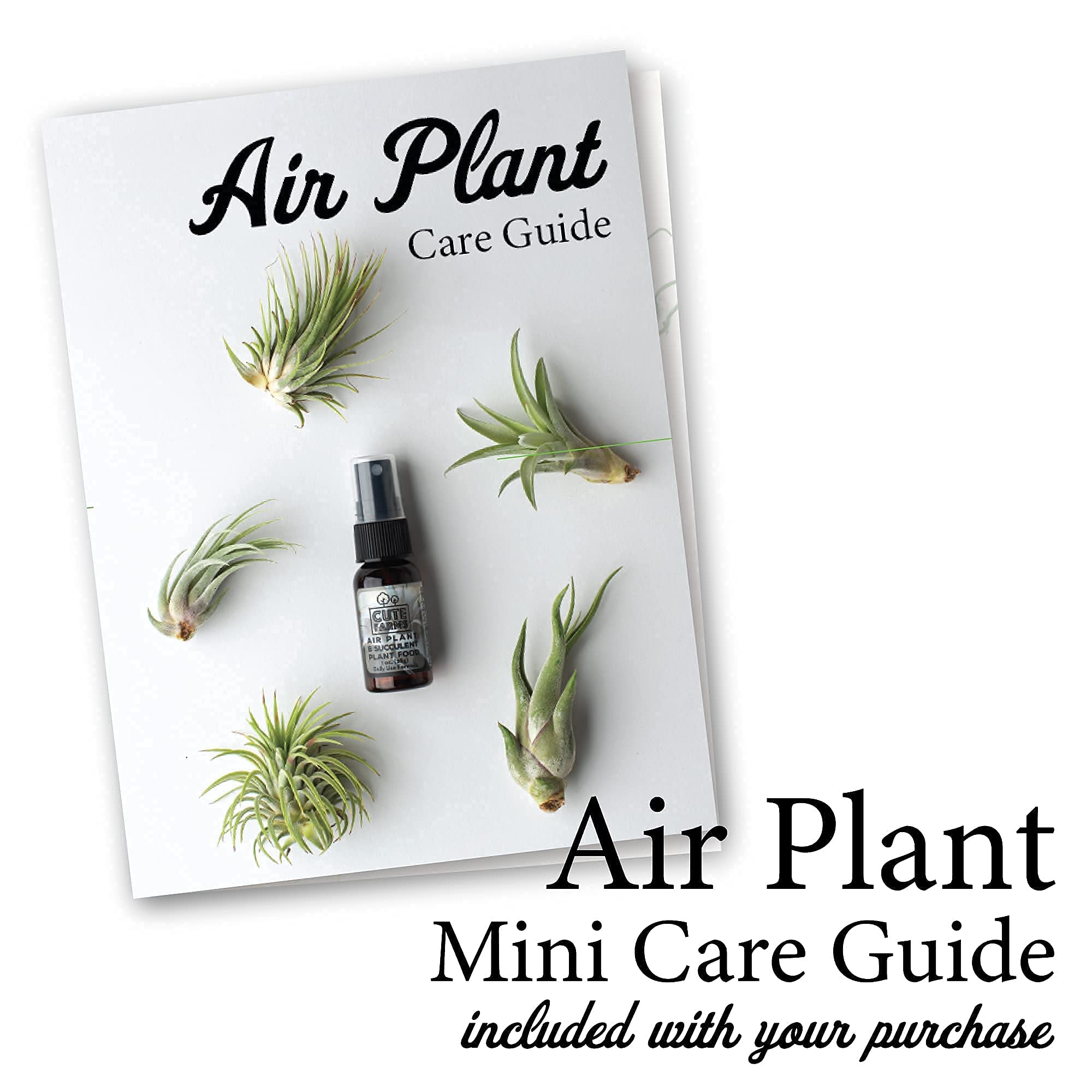 Cute Farms Tillandsia Air Plant Fertilizer - Gentle Weekly Use Plant Food with Care Guide | 8 oz. Spray Bottle for Healthy Growth | Perfect for Home, Office & Terrarium Decor