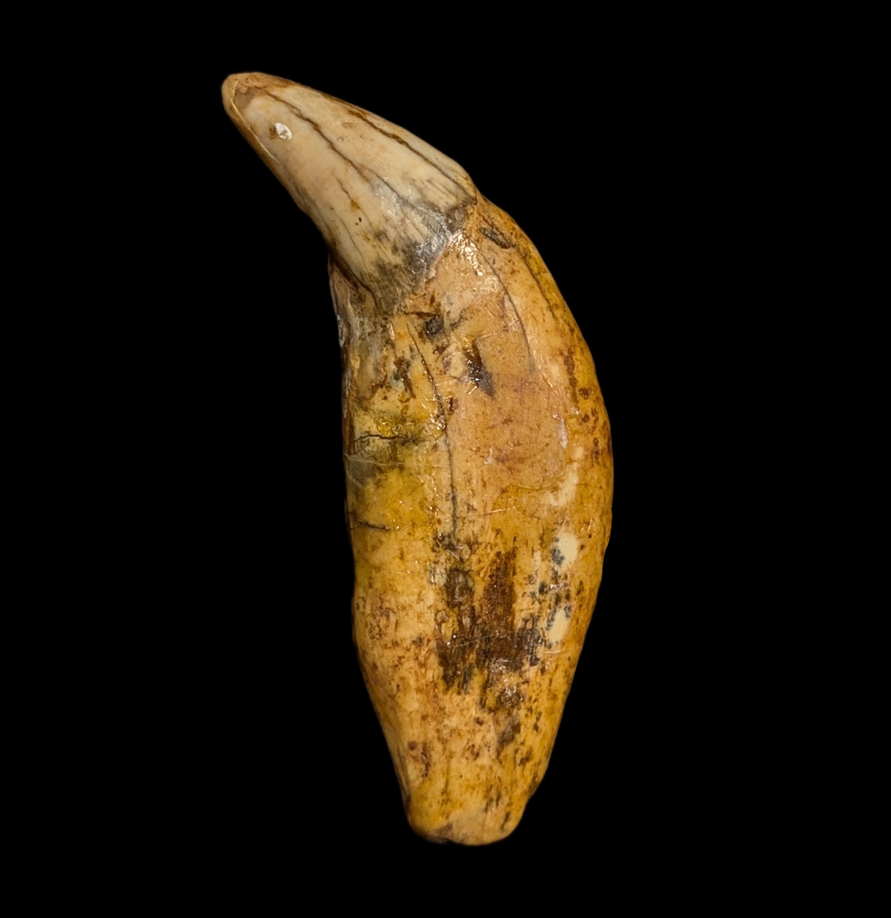 Authentic Fossil Cave Bear Canine Tooth Specimen - Genuine Ice Age Relic for Collectors, Paleontology Enthusiasts & Home Decor - Perfect for Display Cases, Educational Projects & Unique Gifts