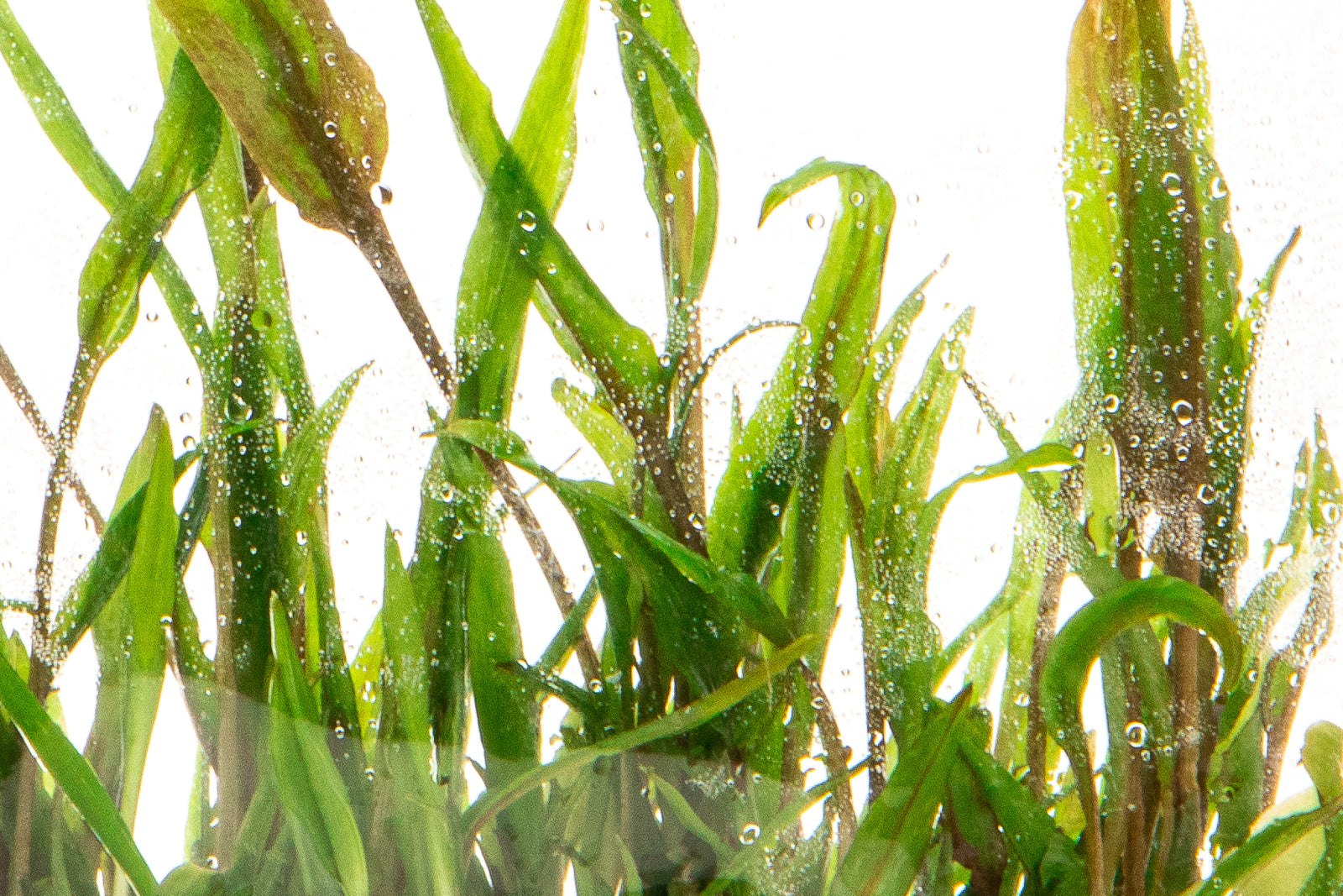 Cryptocoryne Wendtii Green Live Aquarium Plant - Freshwater Aquatic Plants for Fish Tanks, Aquascaping & Low Light Aquariums