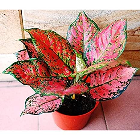 JooGTooK Aglaonema Aurora Chinese Evergreen Plant - Red Lipstick Houseplant for Home & Office Decor | Low Light Indoor Plants for Living Room, Bedroom
