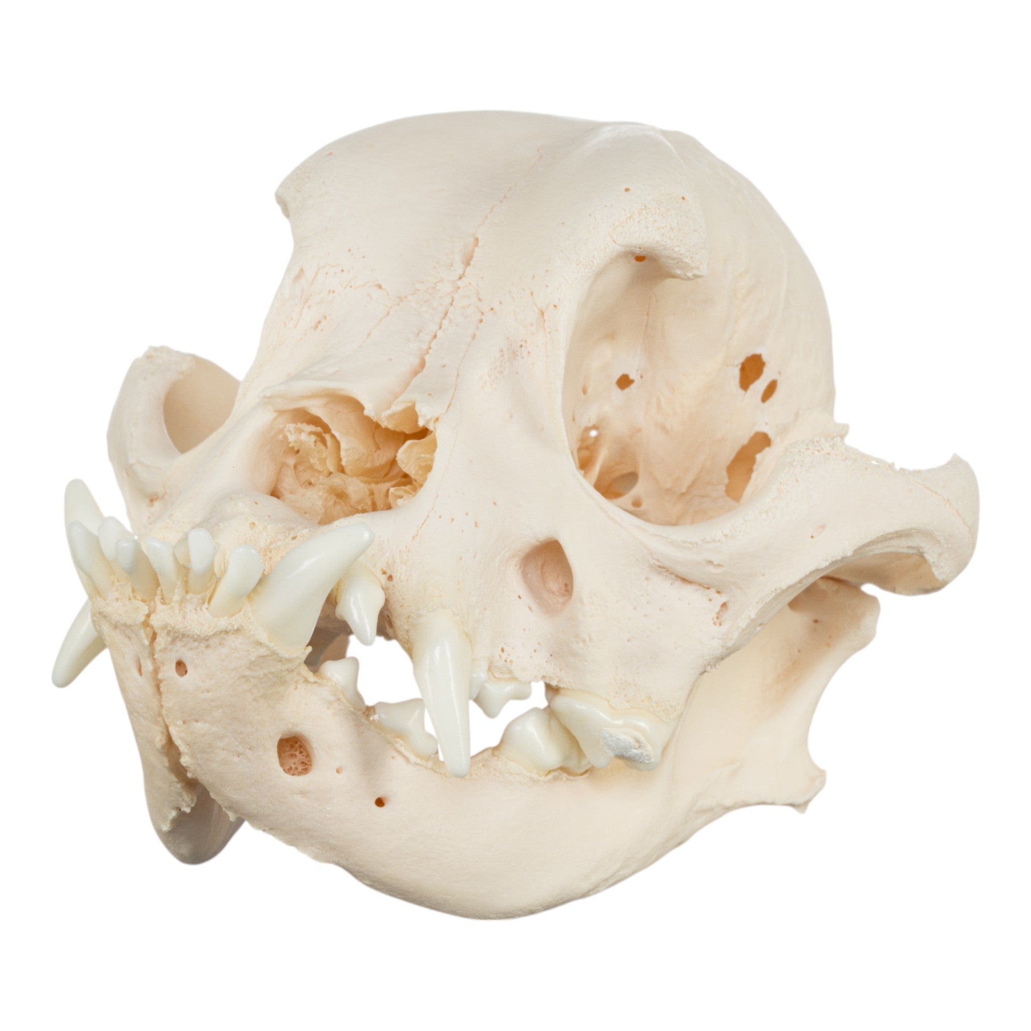 Authentic English Bulldog Skull - Real Domestic Dog Skull Specimen for Veterinary Study & Pathology Research | Perfect for Veterinary Students, Taxidermy Collectors, and Medical Education