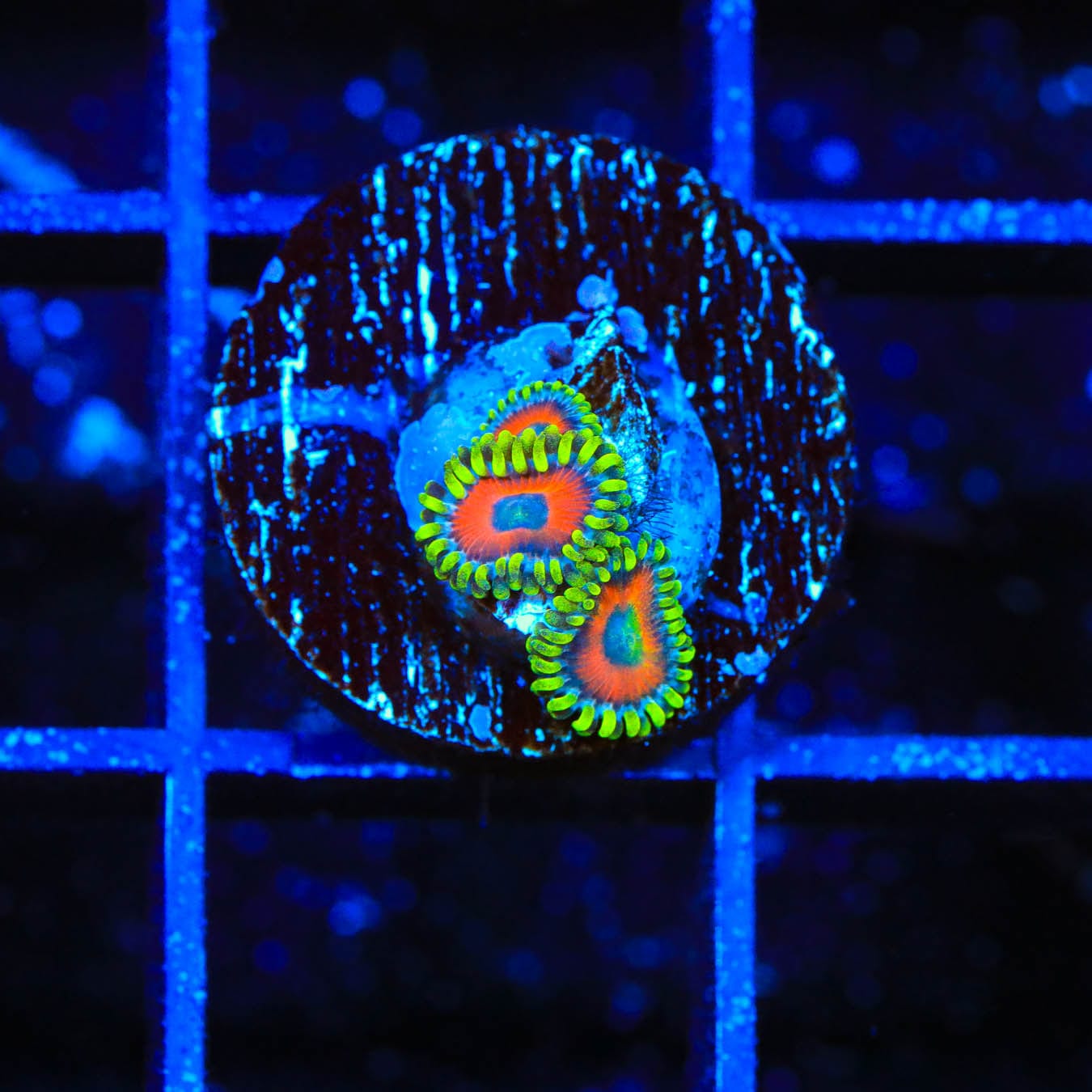 Premium ECC Eagle Eye Zoanthids Coral for Saltwater Aquariums - Vibrant Colors & Easy Care | Perfect for Reef Tanks & Marine Displays