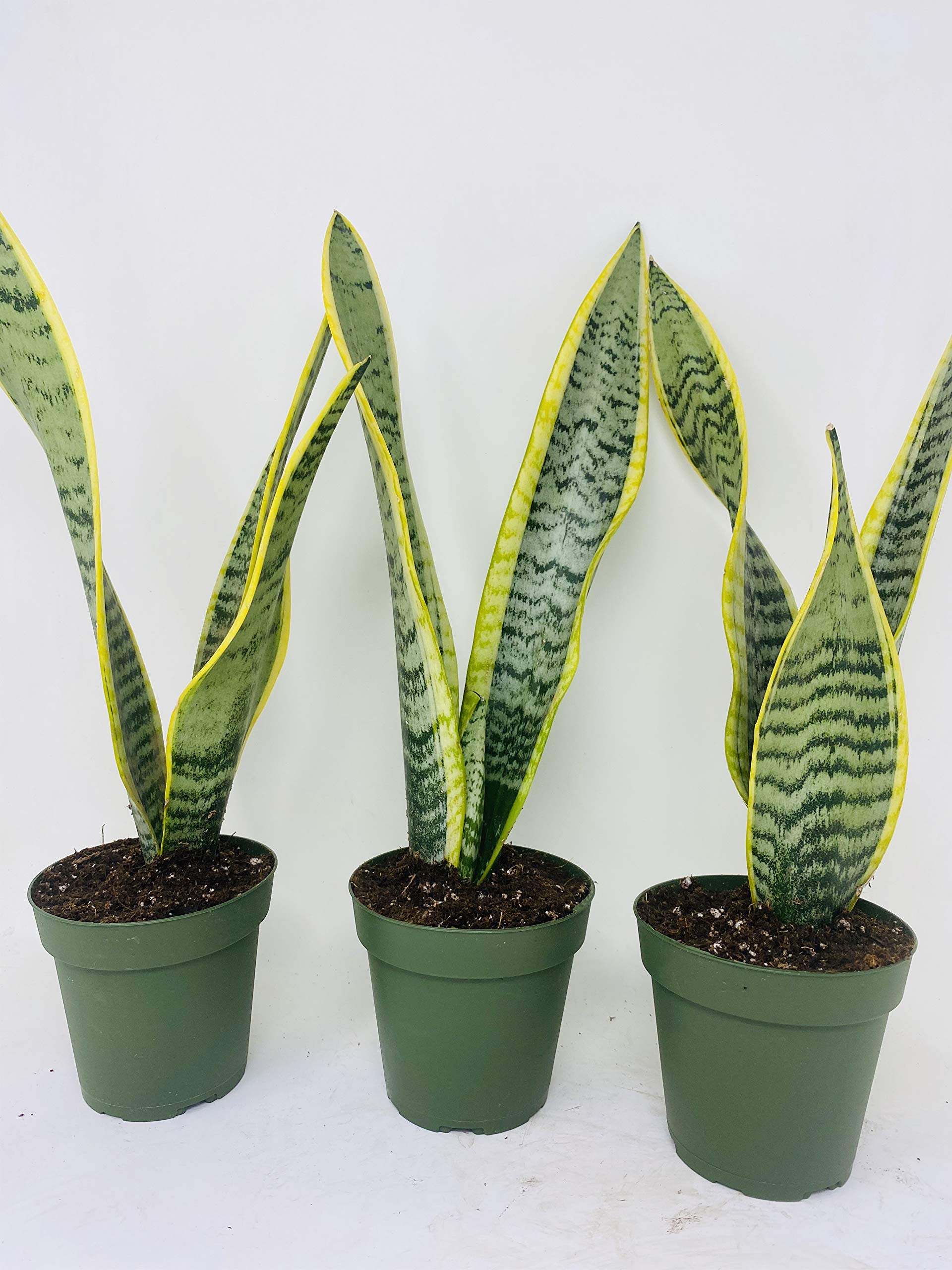 Laurentii Snake Plant - Sansevieria Trifasciata - 3 Pack Live Plants in 4