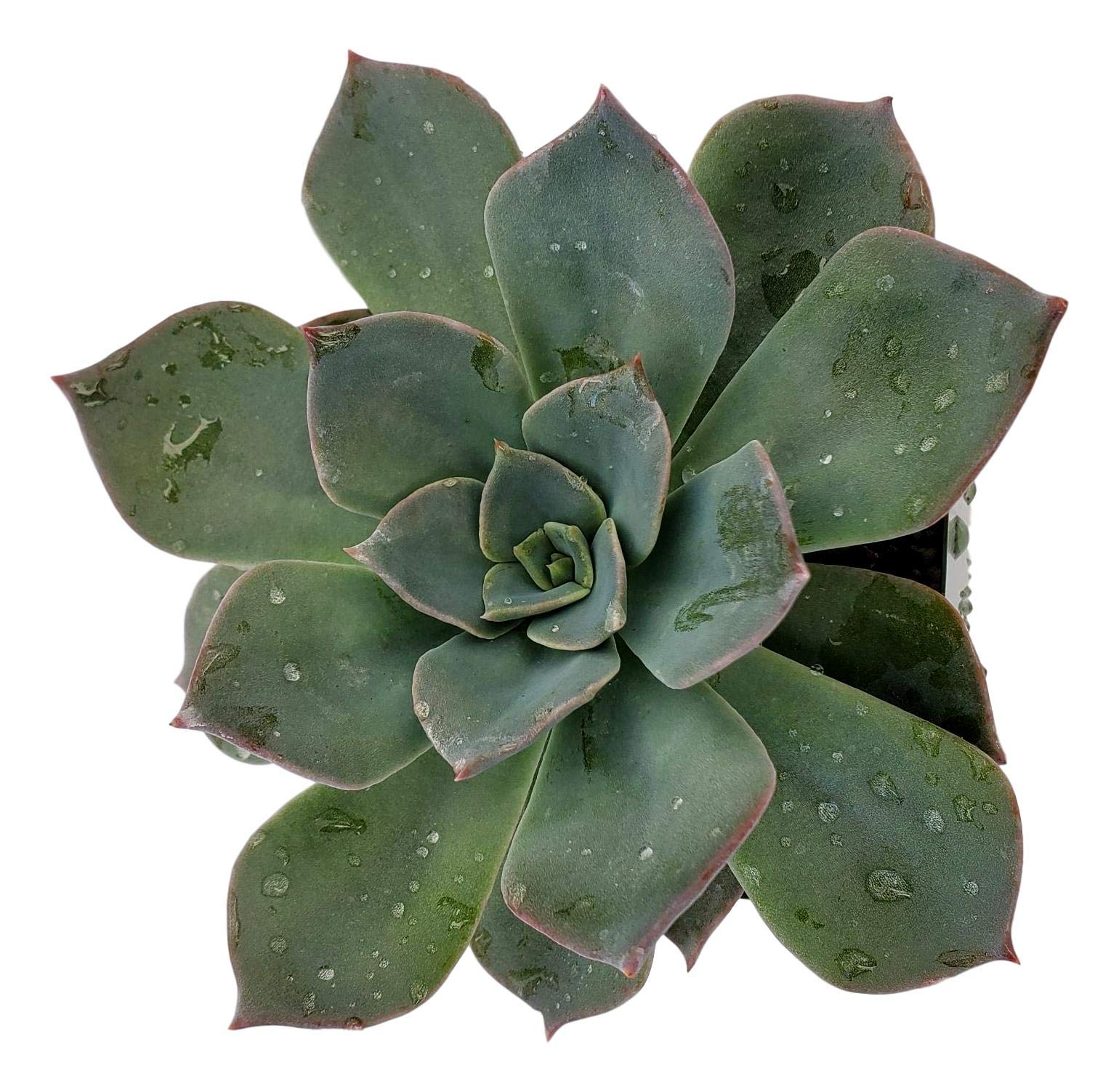 Blue Rose Echeveria Hybrid Succulent Plant - 4 Inch Live Succulent for Home Decor, Office Desk, or Garden Arrangements