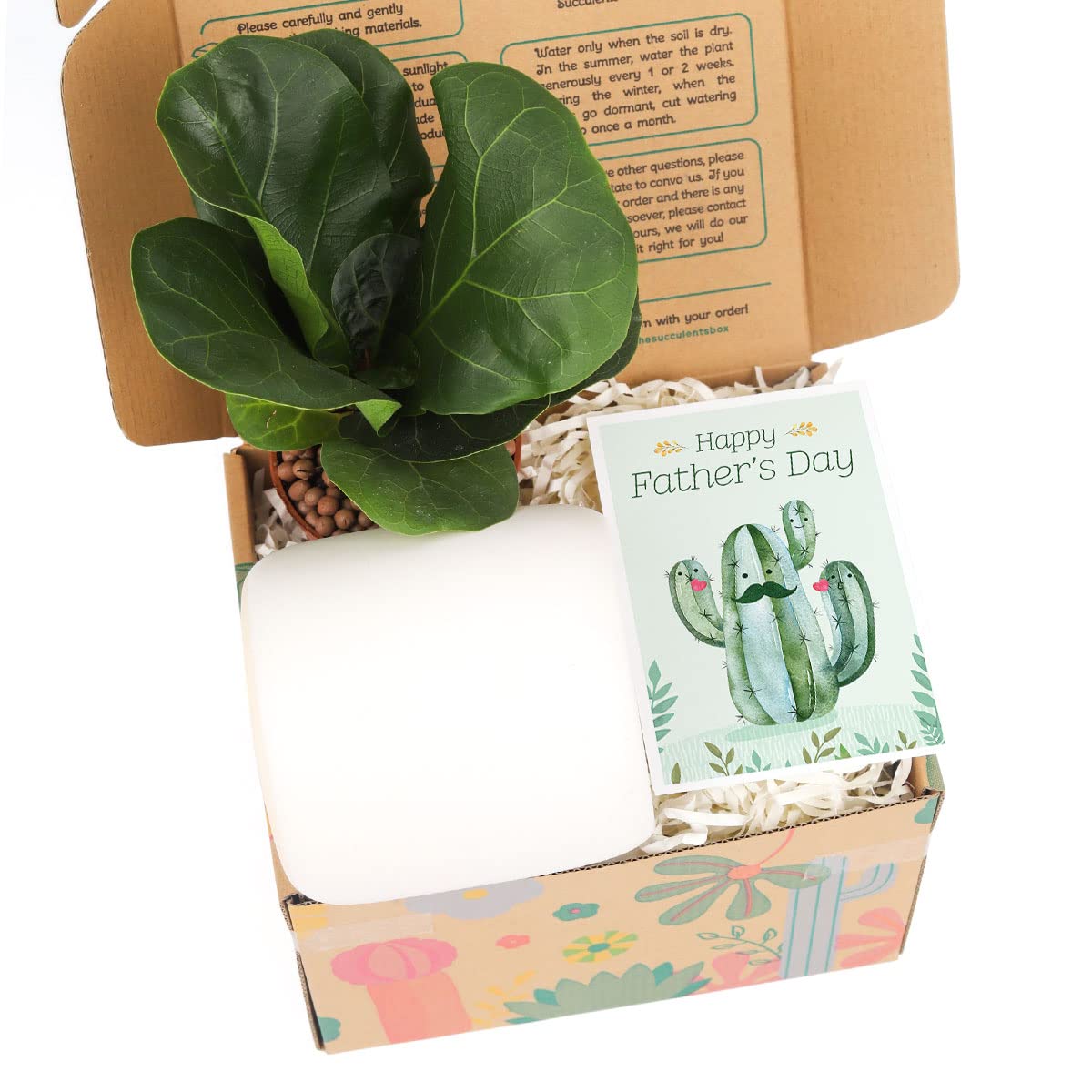 Healing Houseplant Gift Box Set with May Time Heal Your Sorrow Card - Perfect Plant Lover Gift for Sympathy, Get Well, or Home Decor