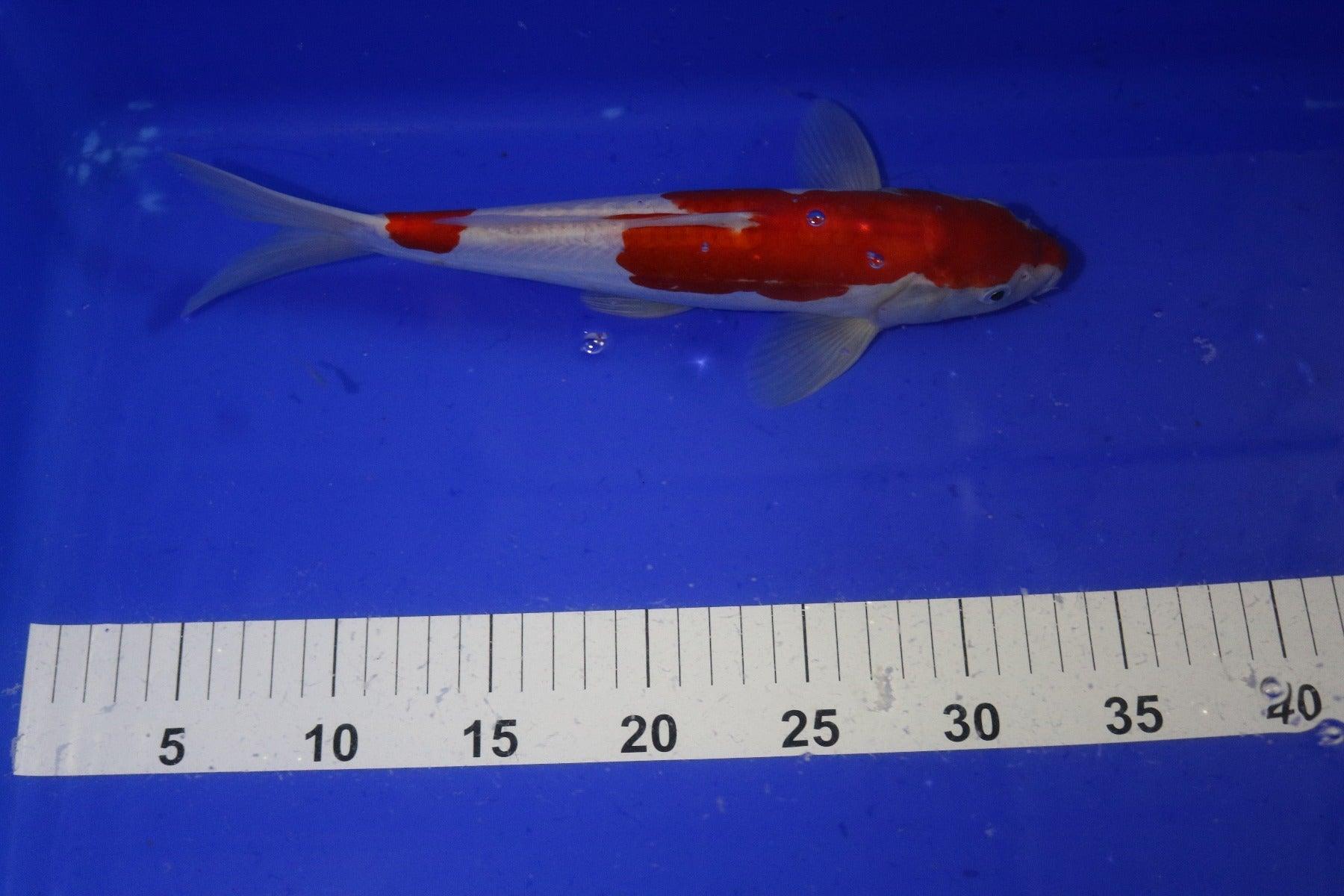 Premium Hand-Selected Koi Fish for Sale - Live Japanese Koi Carp for Ponds & Water Gardens - Perfect for Outdoor Decor & Relaxation