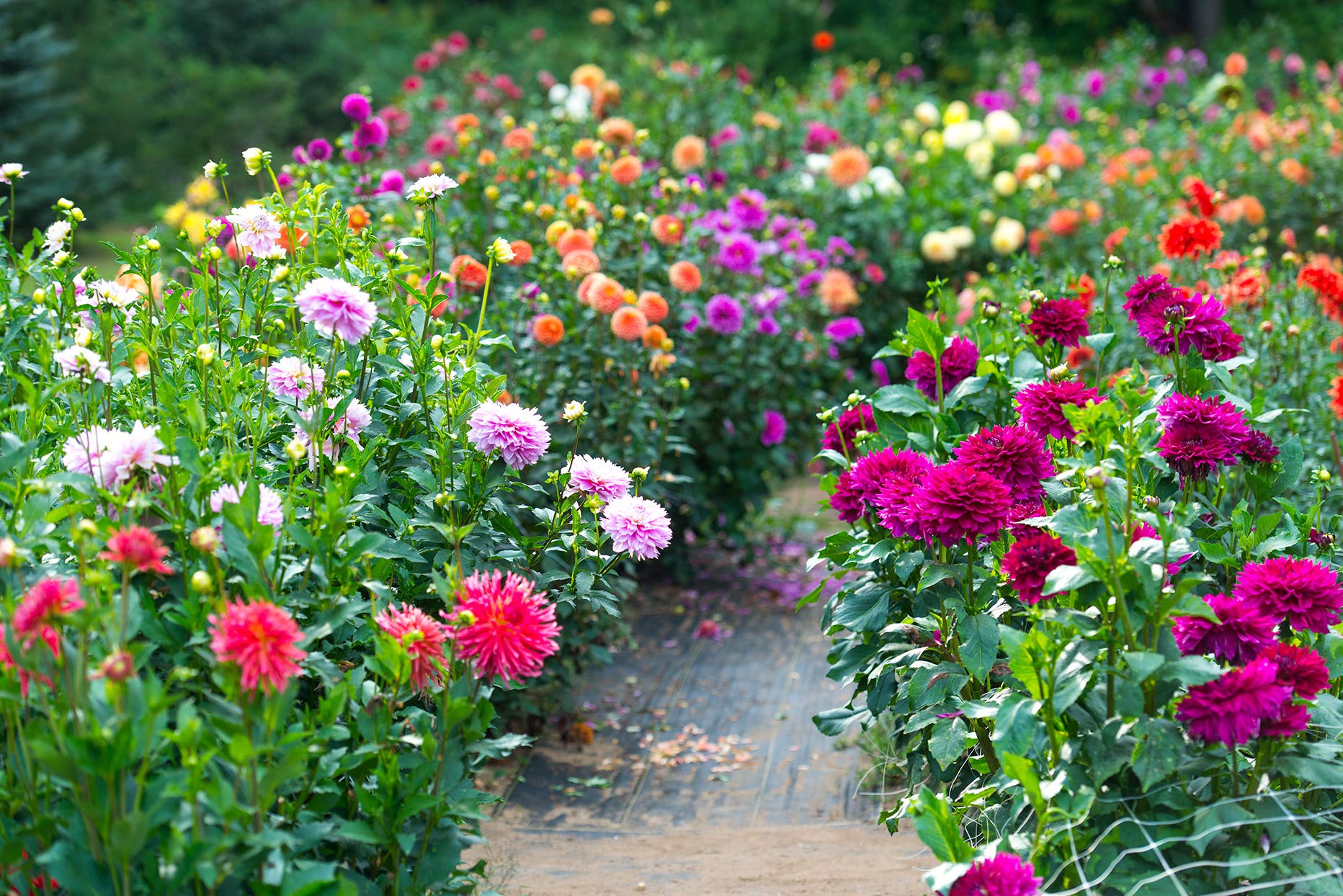 Deanna's Exotic Dahlia Flower Seeds Mix - 100+ Premium Seeds for Planting, USA Grown & Shipped from Iowa - Perfect for Gardens, Bouquets & Landscaping