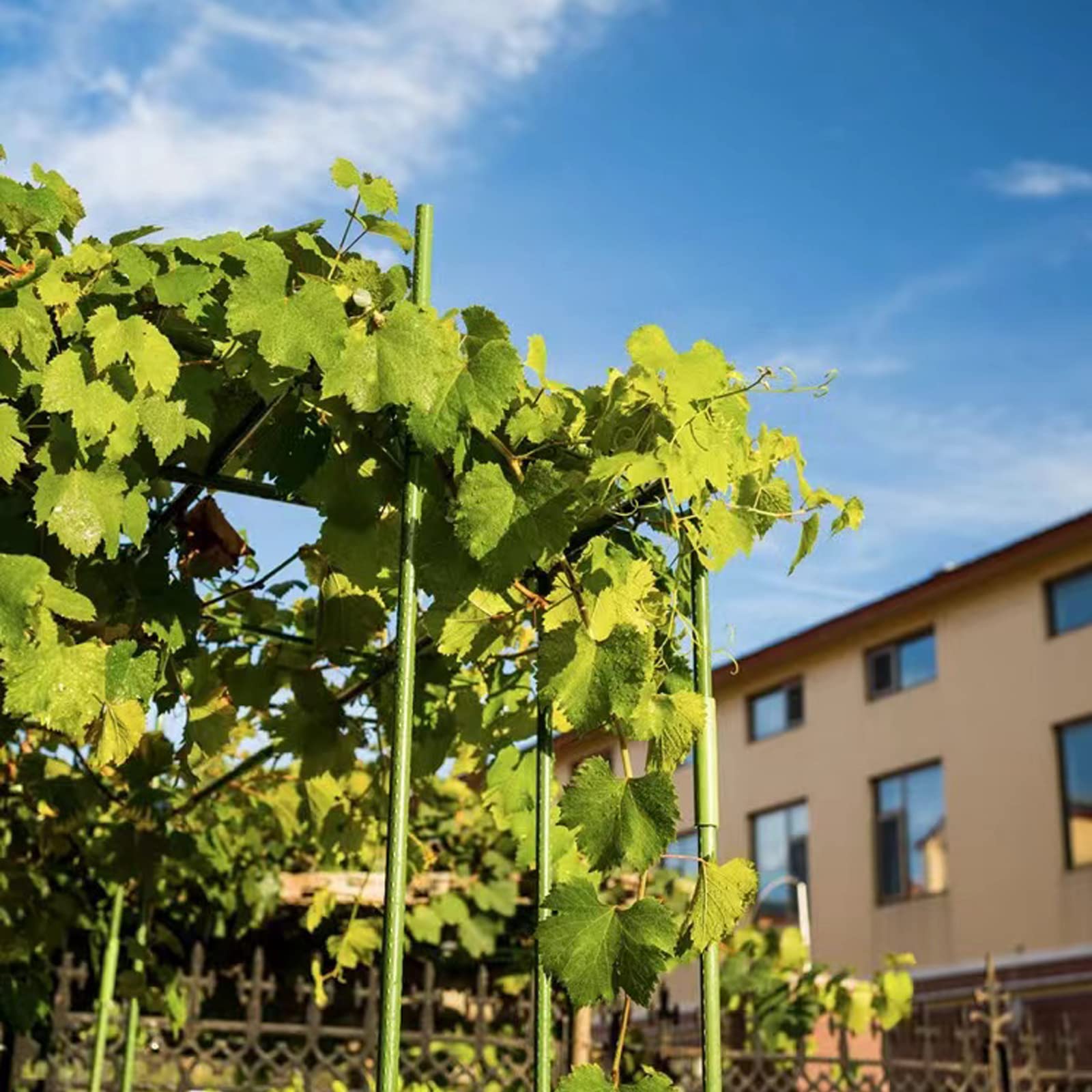8 FT Metal Garden Stakes for Outdoor Plants - 0.78 Inch Diameter Plant Support Stakes (10 Pack) | Heavy Duty Pole Beans, Cucumber & Climbing Plants Support | Perfect for Vegetable Gardens, Vineyards & Backyard Gardening