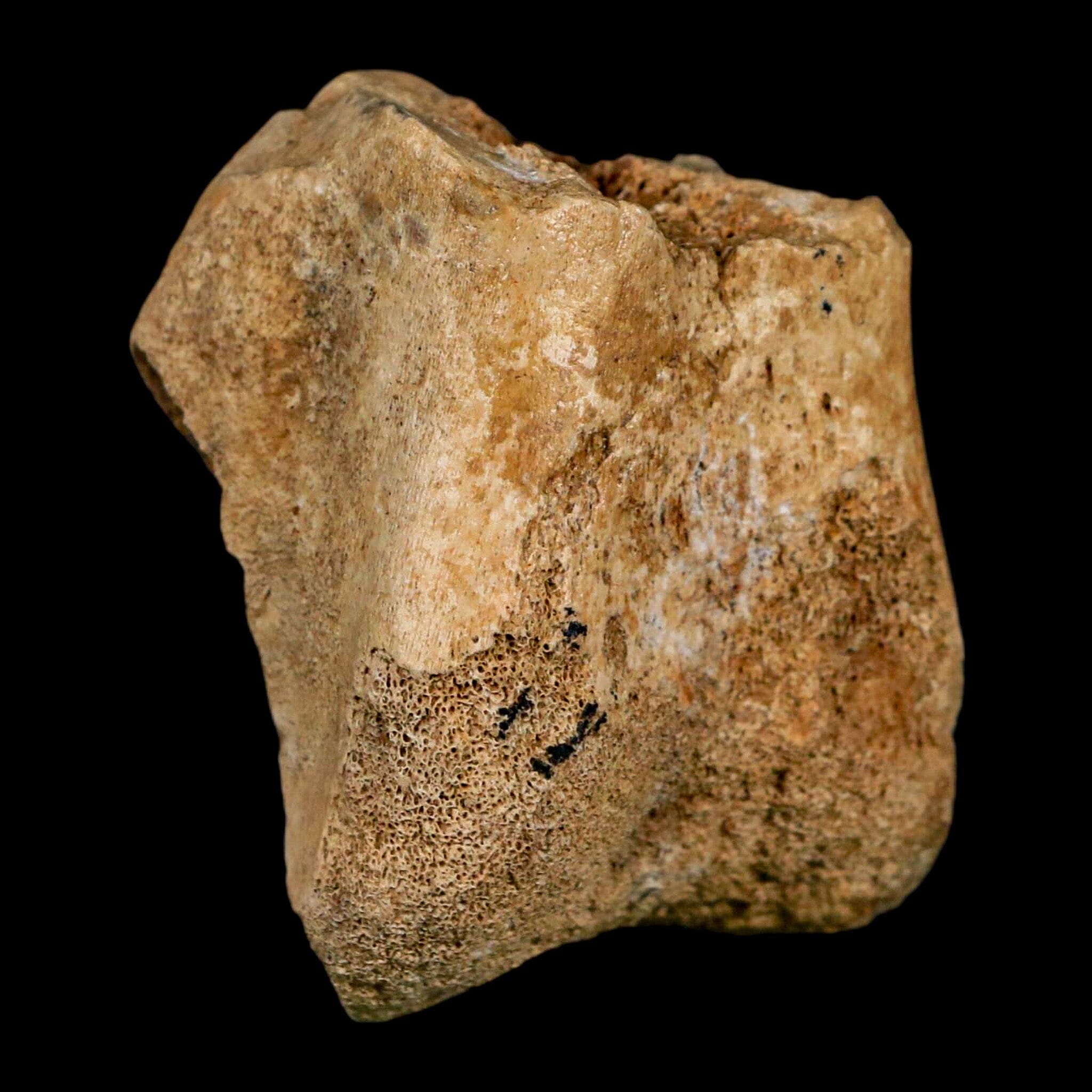 2 Authentic Hadrosaurus Fossil Femur Bone - Aguja Formation Texas, Dinosaur Fossil from Cretaceous Period with COA & Display Stand | Perfect for Paleontology Collectors, Museum Displays & Educational Use