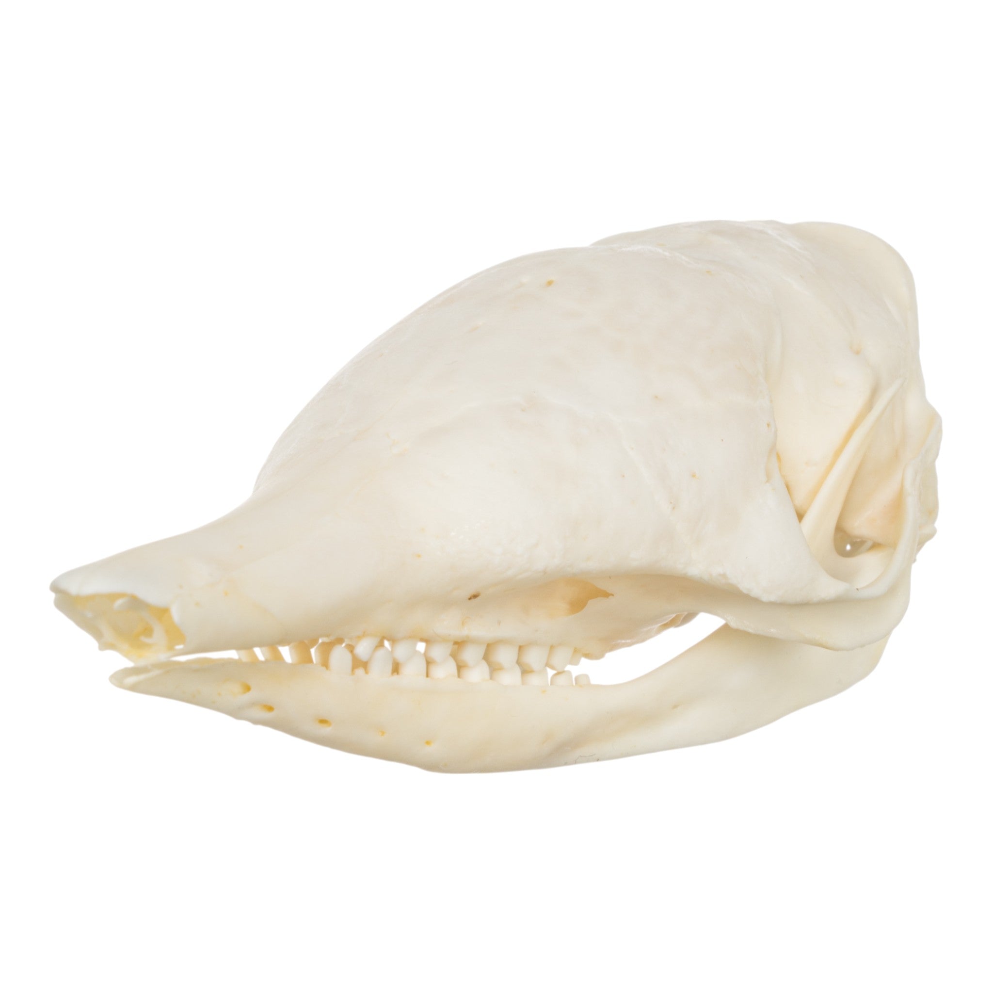 Authentic Nine-Banded Armadillo Skull - Taxidermy Specimen for Science Education & Home Decor | Perfect for Biology Classrooms, Gothic Decor, and Unique Gifts
