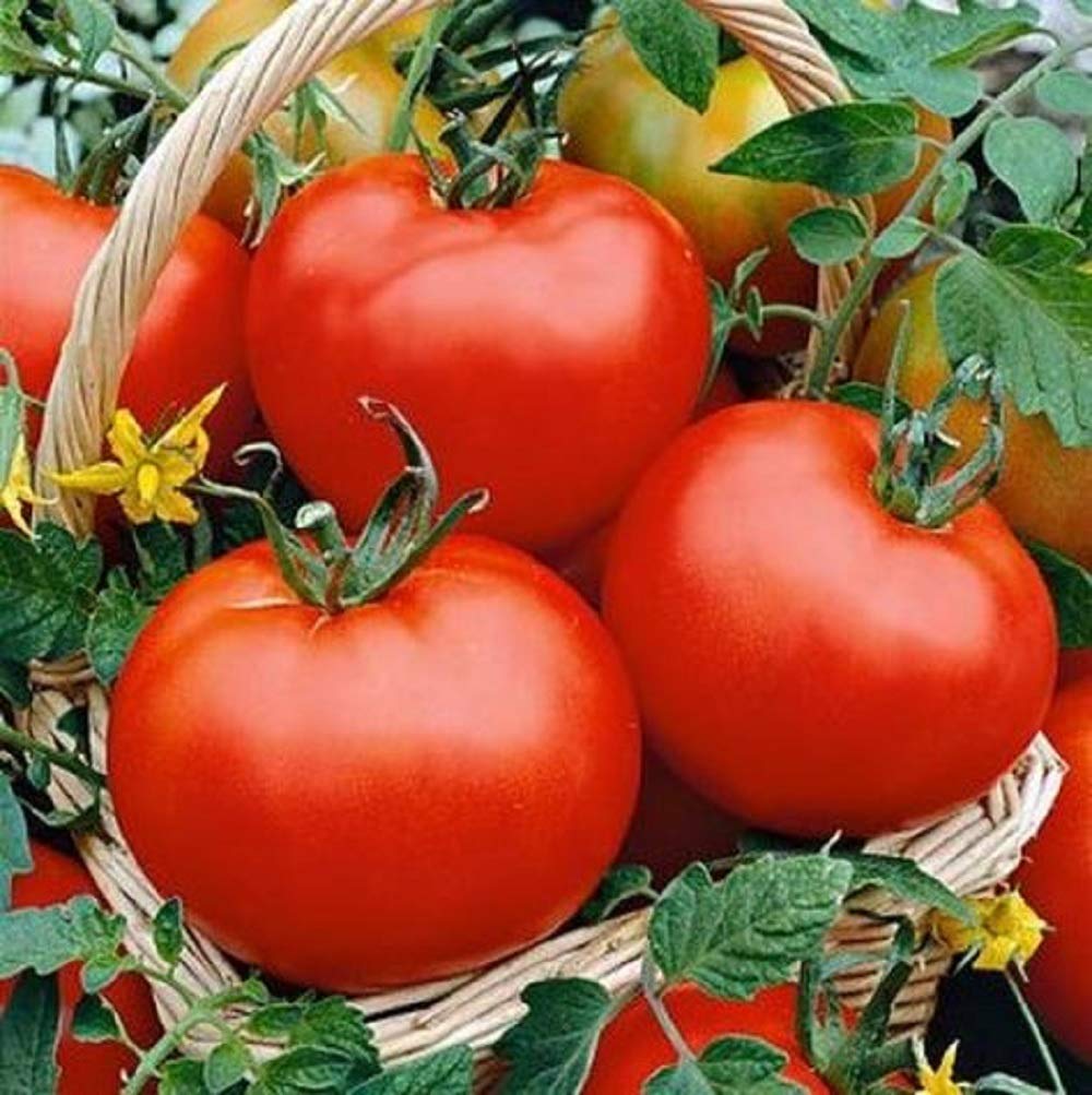 David's Garden Seeds Floradade Tomato Slicing Determinate Non-GMO Heirloom Seeds - 25 Count Pack for Home Gardening, Fresh Salads & Canning