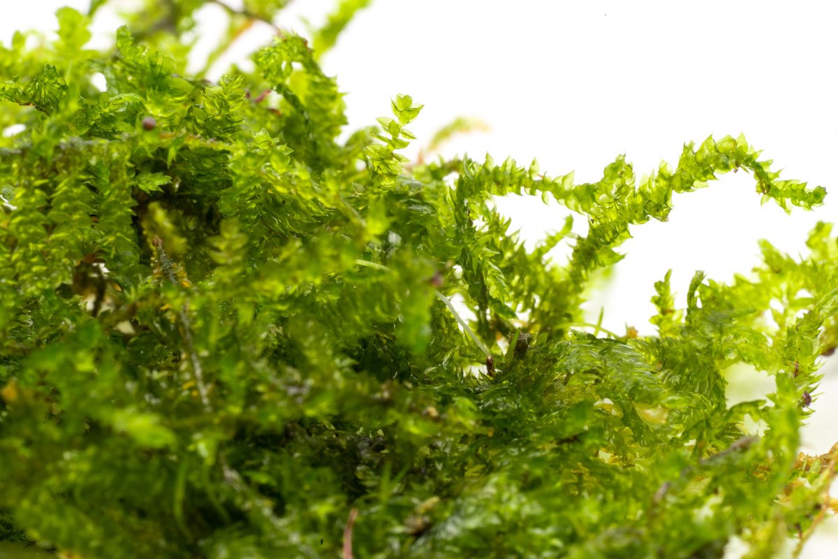 Premium Christmas Moss Large Mat for Aquascaping - Live Aquatic Plant for Fish Tanks, Shrimp Tanks & Aquariums - Natural Decoration & Oxygenation