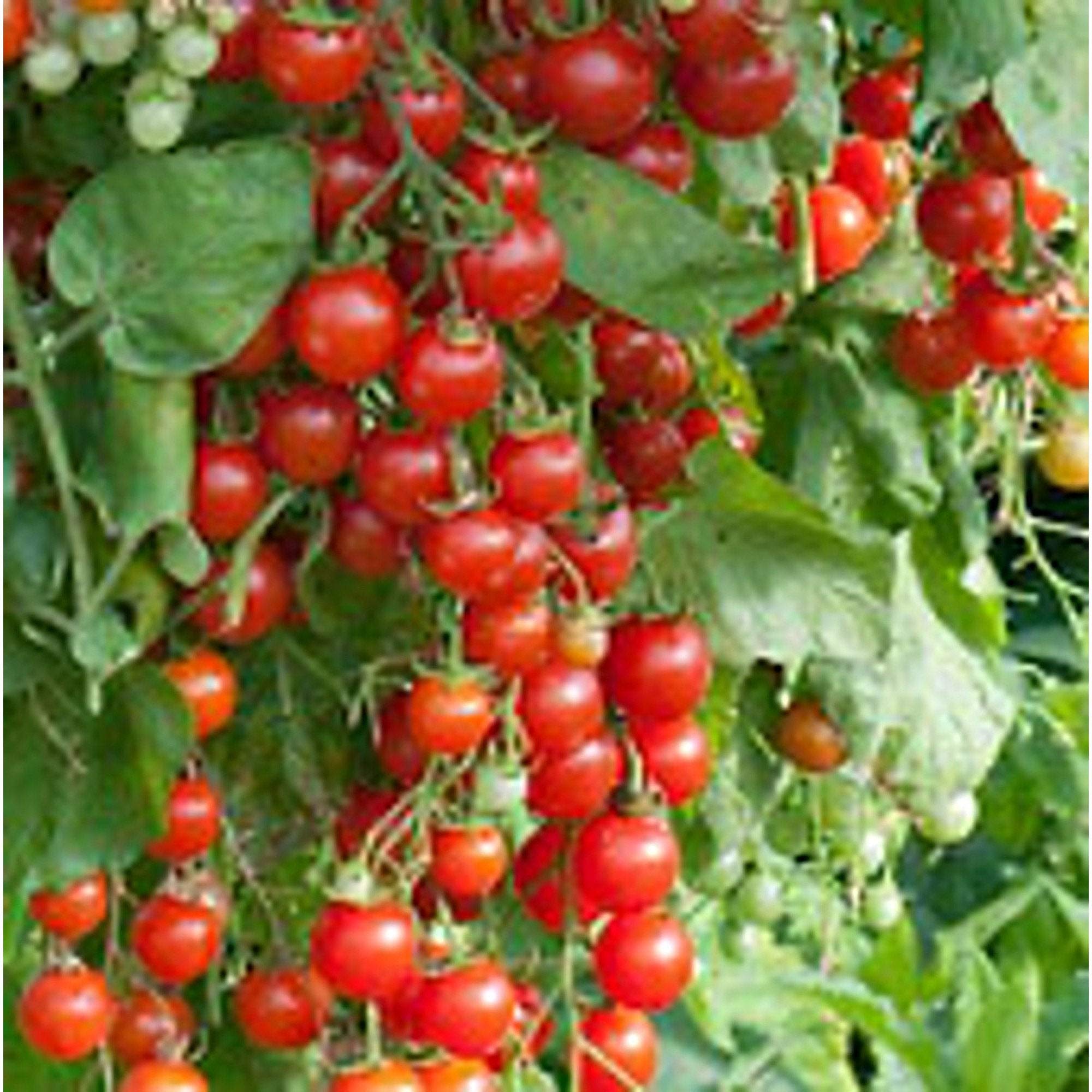 Organic Cherry Cascade Tomato Seeds - Non-GMO Heirloom Variety (25+ Seeds) for Home Vegetable Gardening, Canning & Fresh Salads | Seed King Express