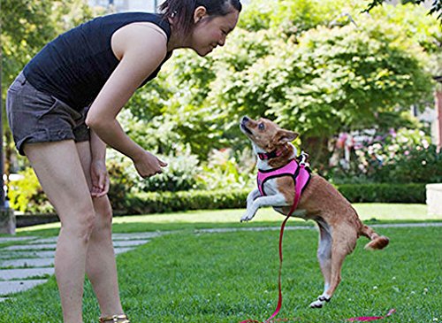 RC Pet Products Step-in Cirque Soft Walking Dog Harness - Adjustable & Breathable for Small Dogs (Black) | Perfect for Daily Walks, Training & Outdoor Adventures